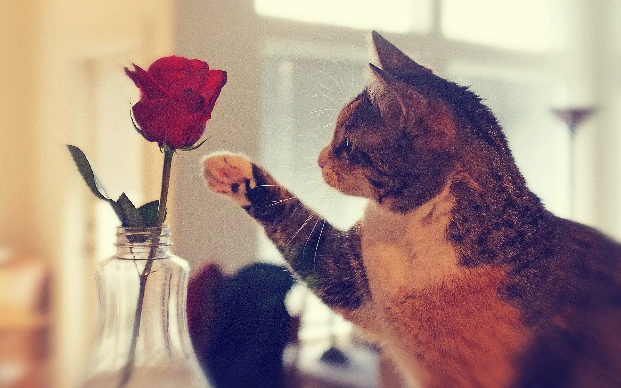 Cat reaching for a red rose in a vase HD Wallpaper