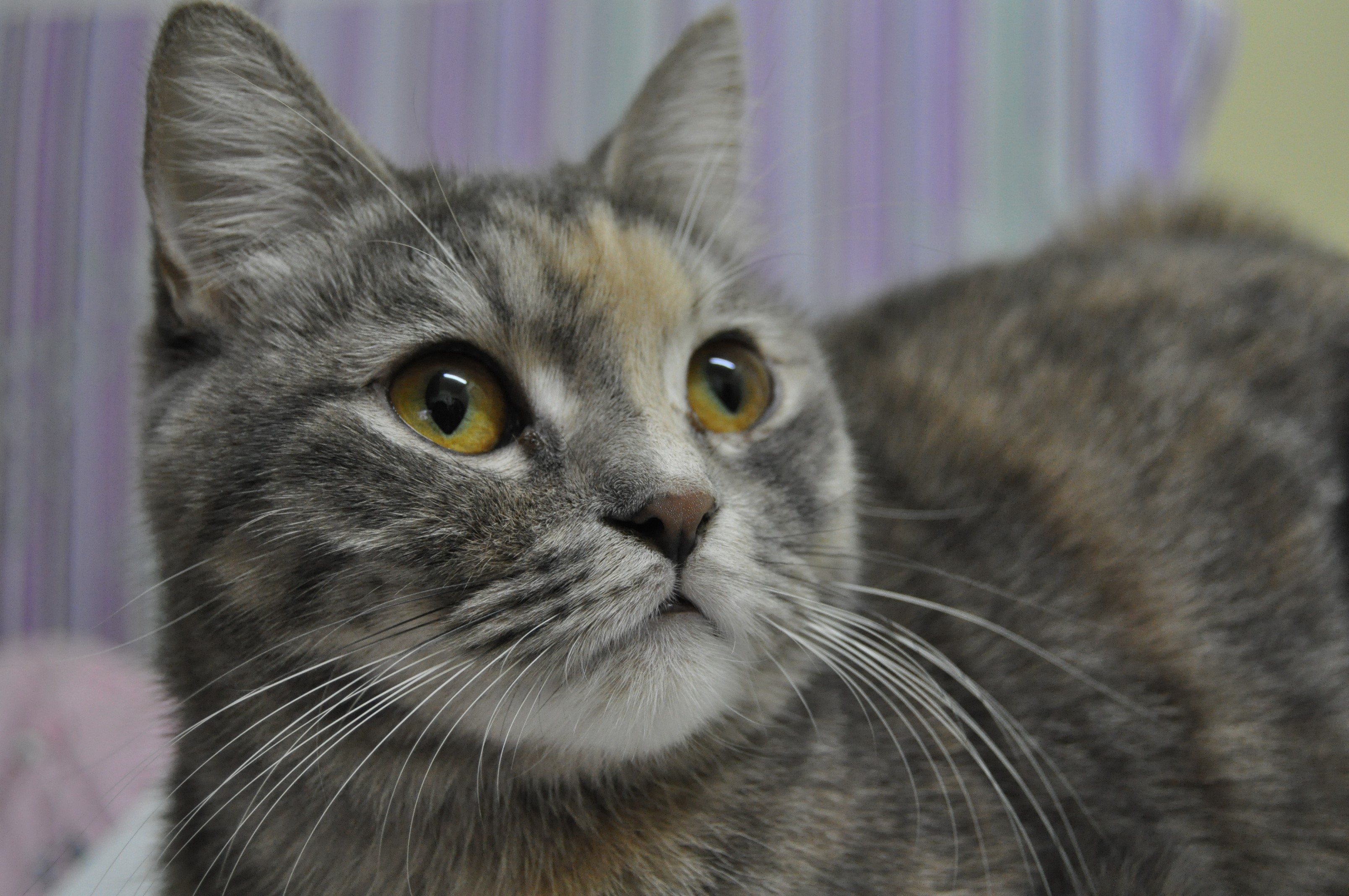 Close-up of a dilute tortoiseshell cat HD Wallpaper