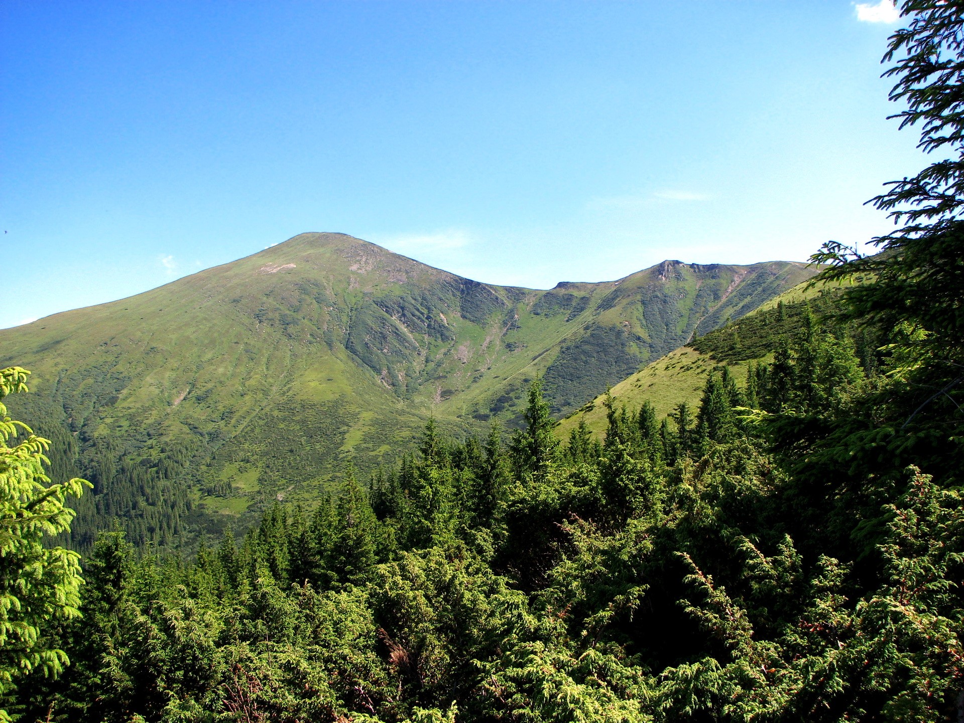 Green mountains and evergreen trees under a blue sky HD Wallpaper