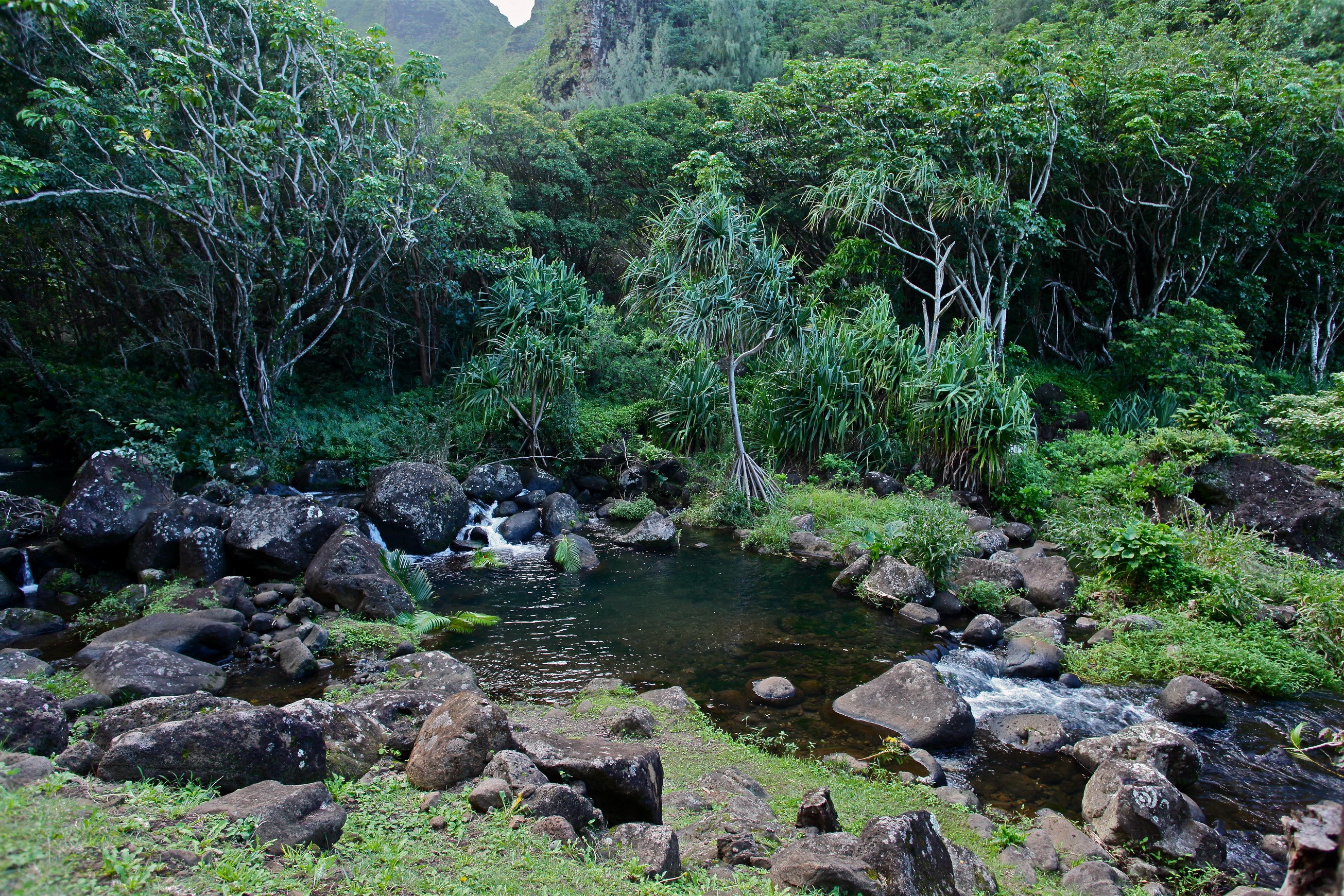 Botanical Gardens Pond with Lush Greenery and Rocks HD Wallpaper