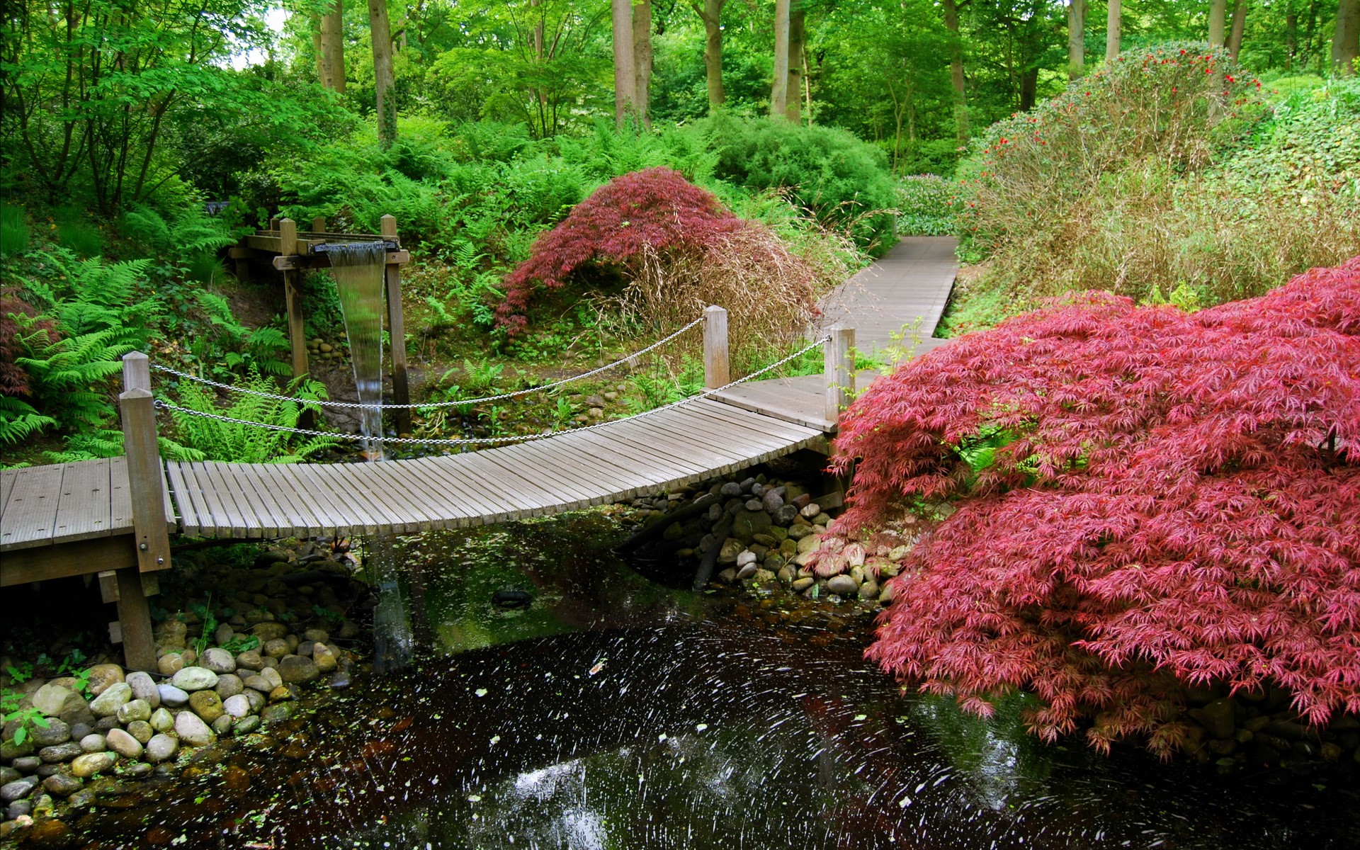 Wooden bridge over pond in Japanese garden with red maple trees HD Wallpaper