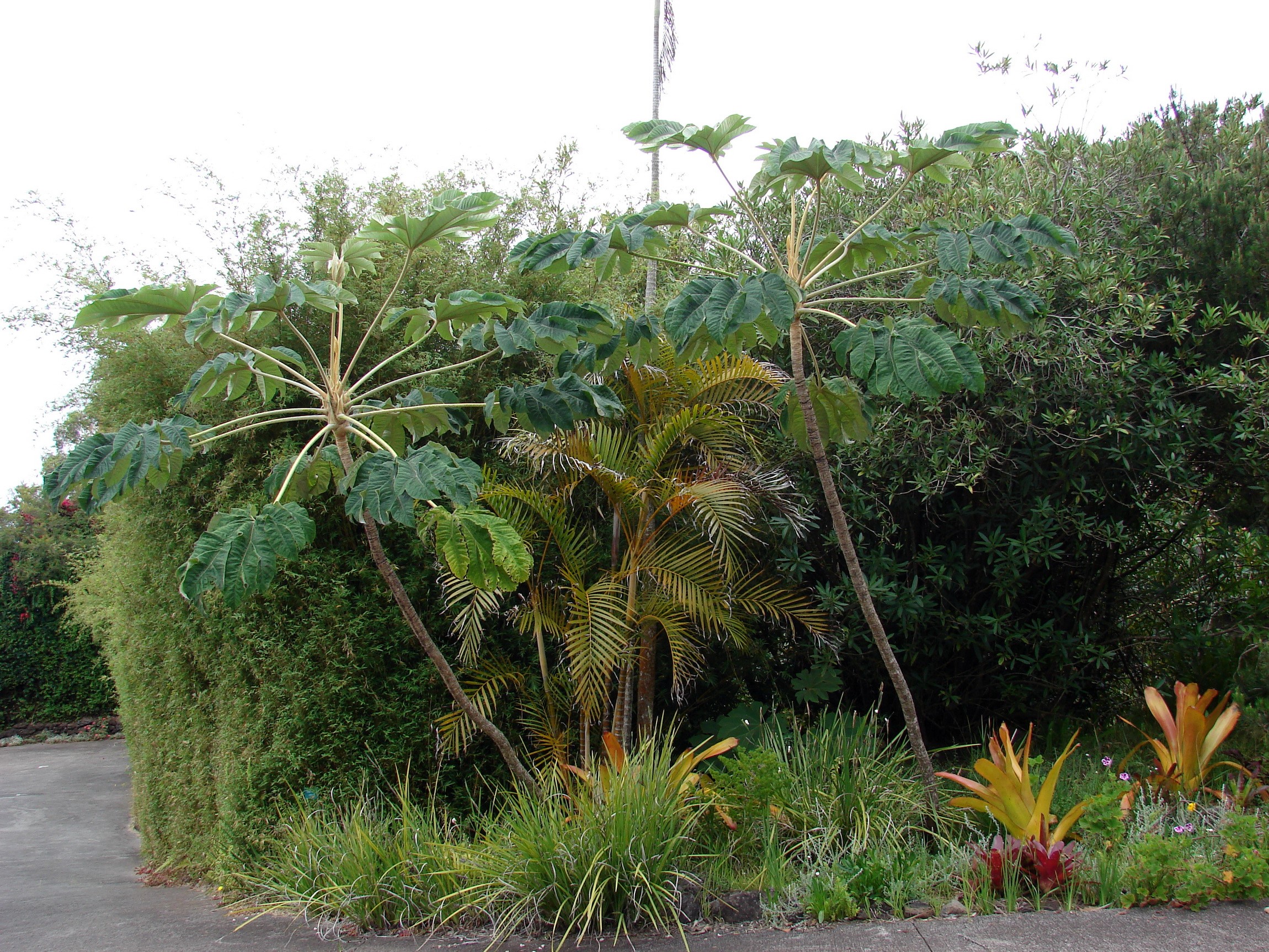 Plants in a garden with bamboo and palm trees HD Wallpaper