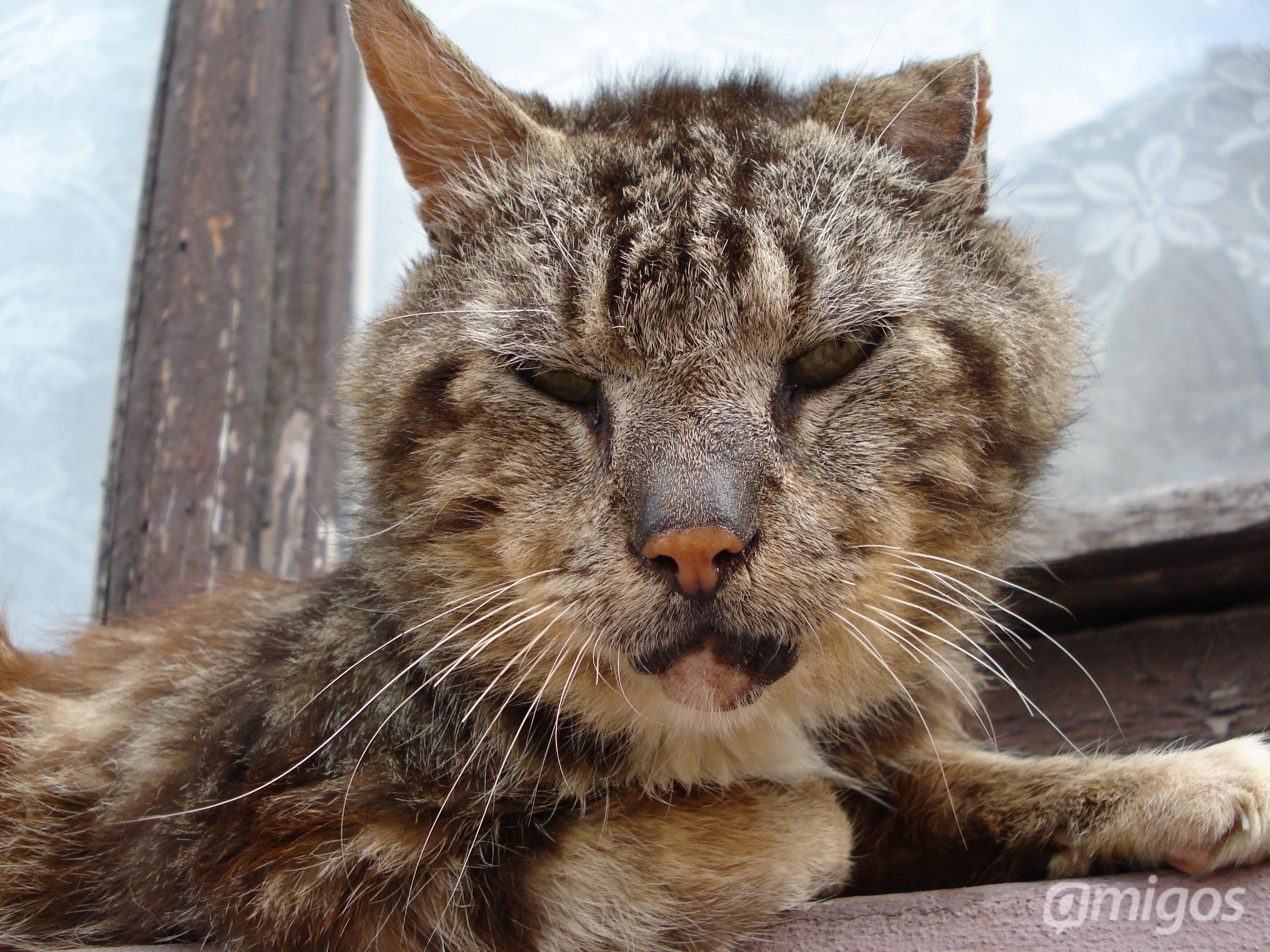 Close-up of a tabby cat's face HD Wallpaper
