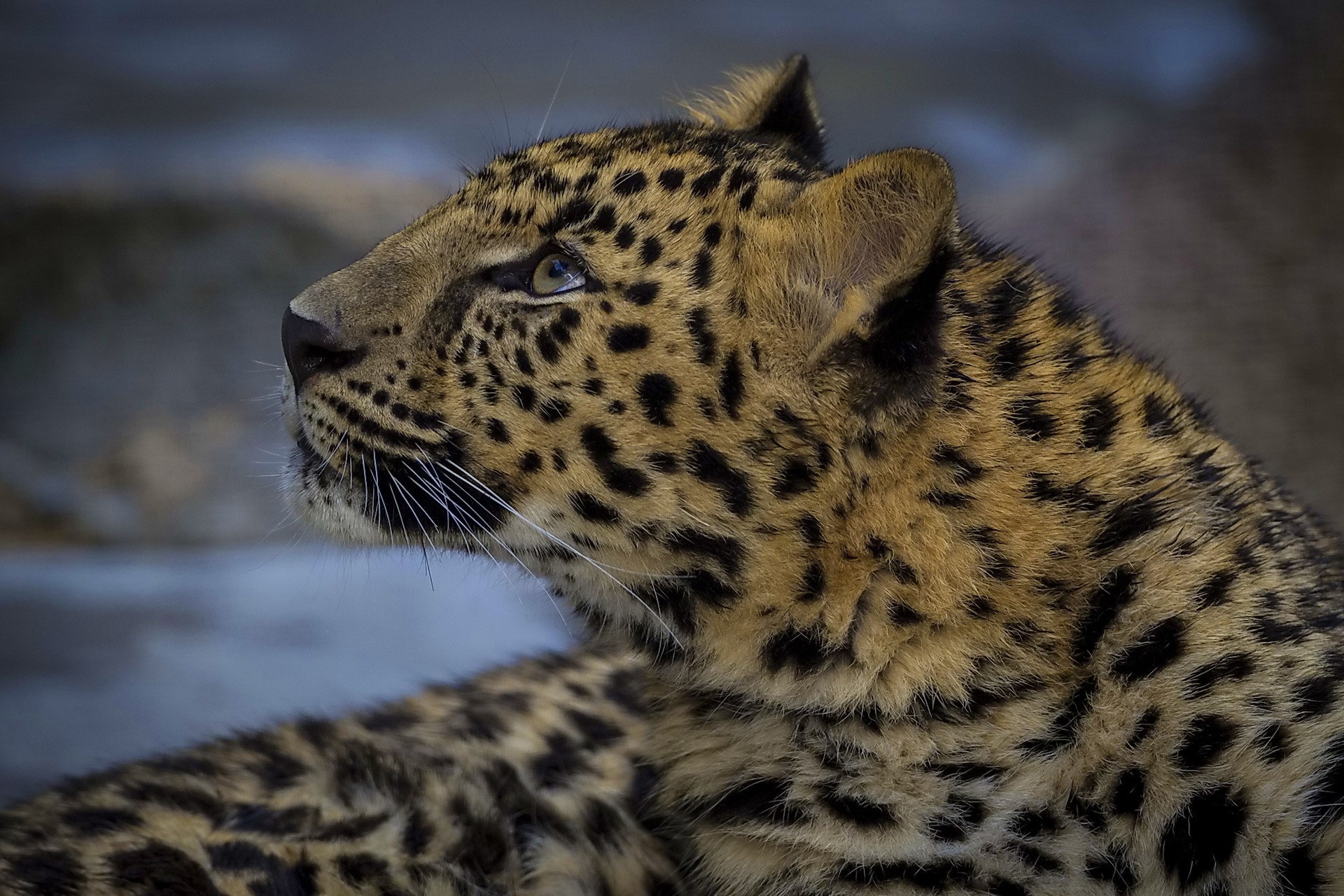 Leopard looking to the left HD Wallpaper