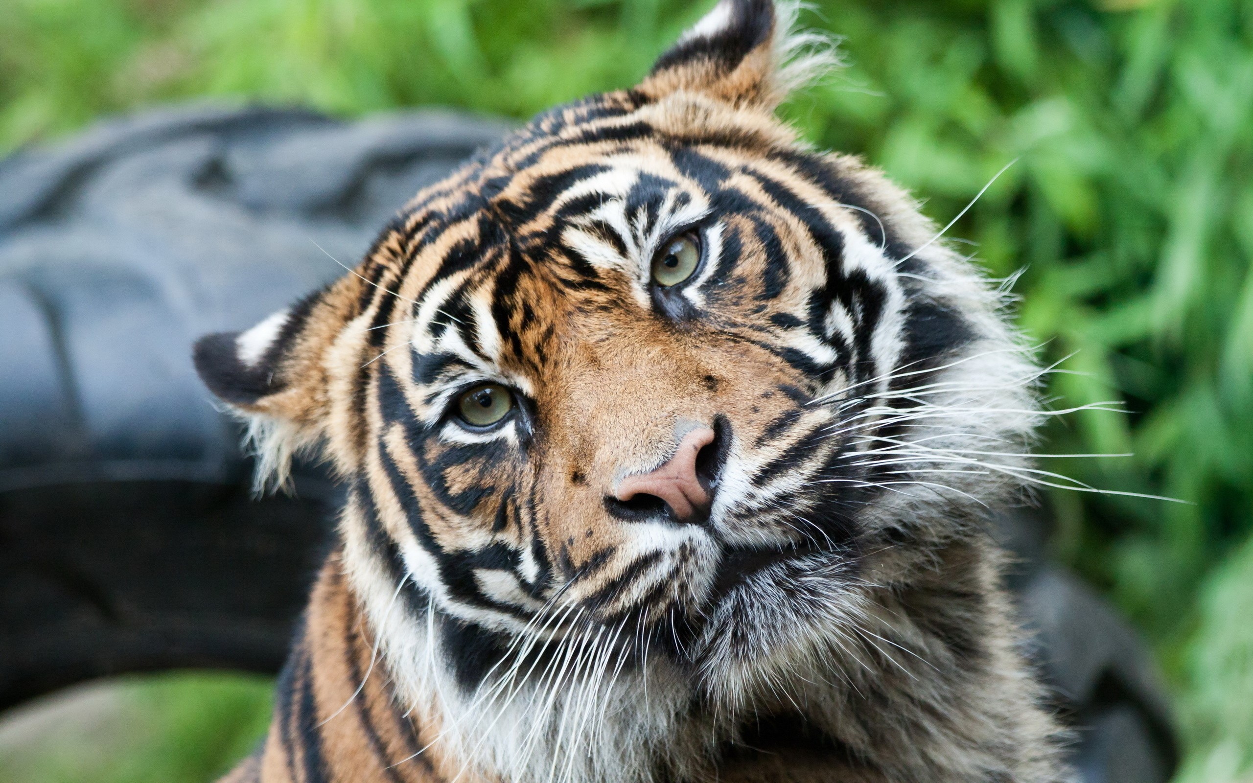 Close-up of a tiger's face HD Wallpaper
