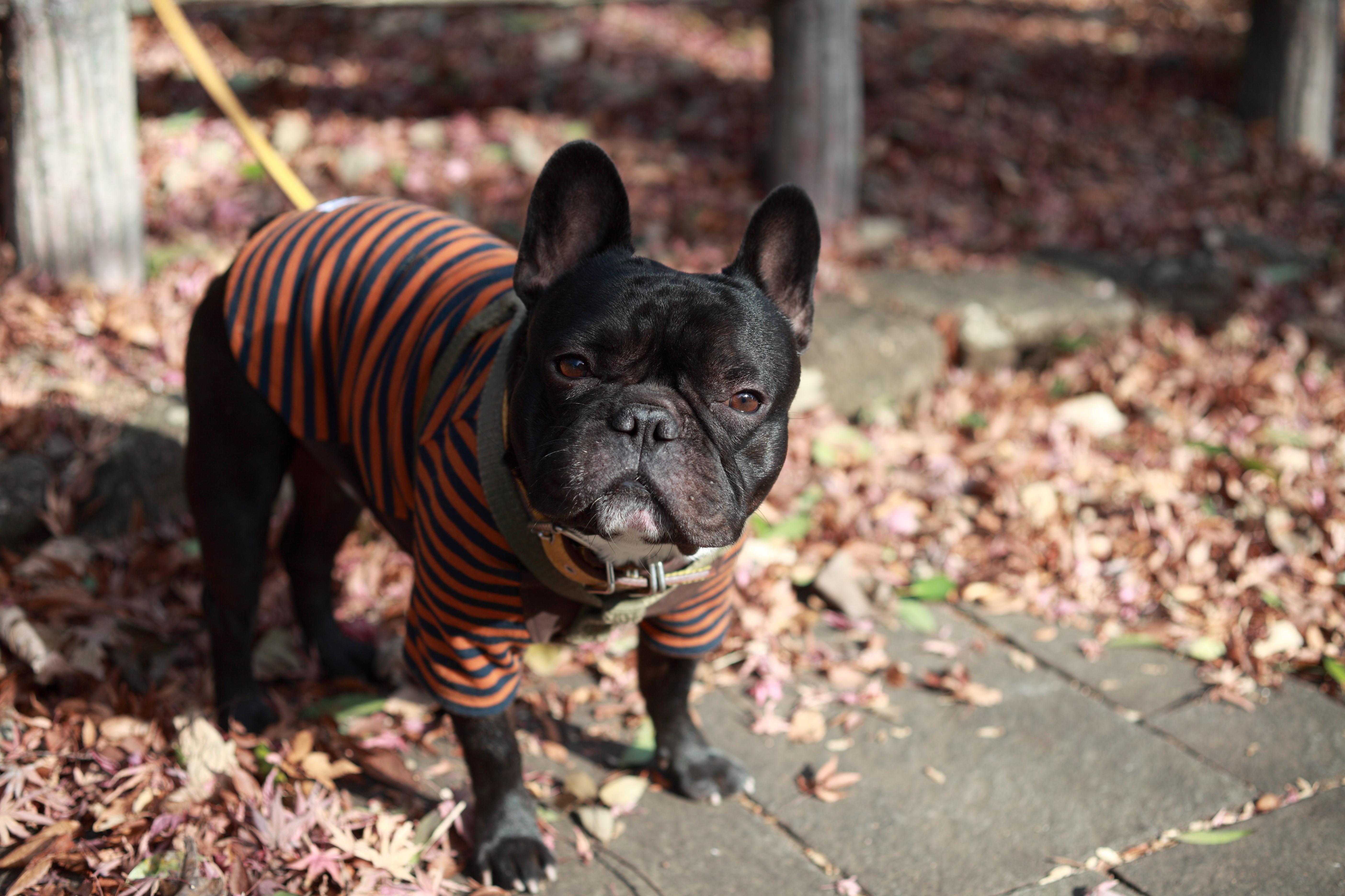 Black French Bulldog in striped shirt HD Wallpaper
