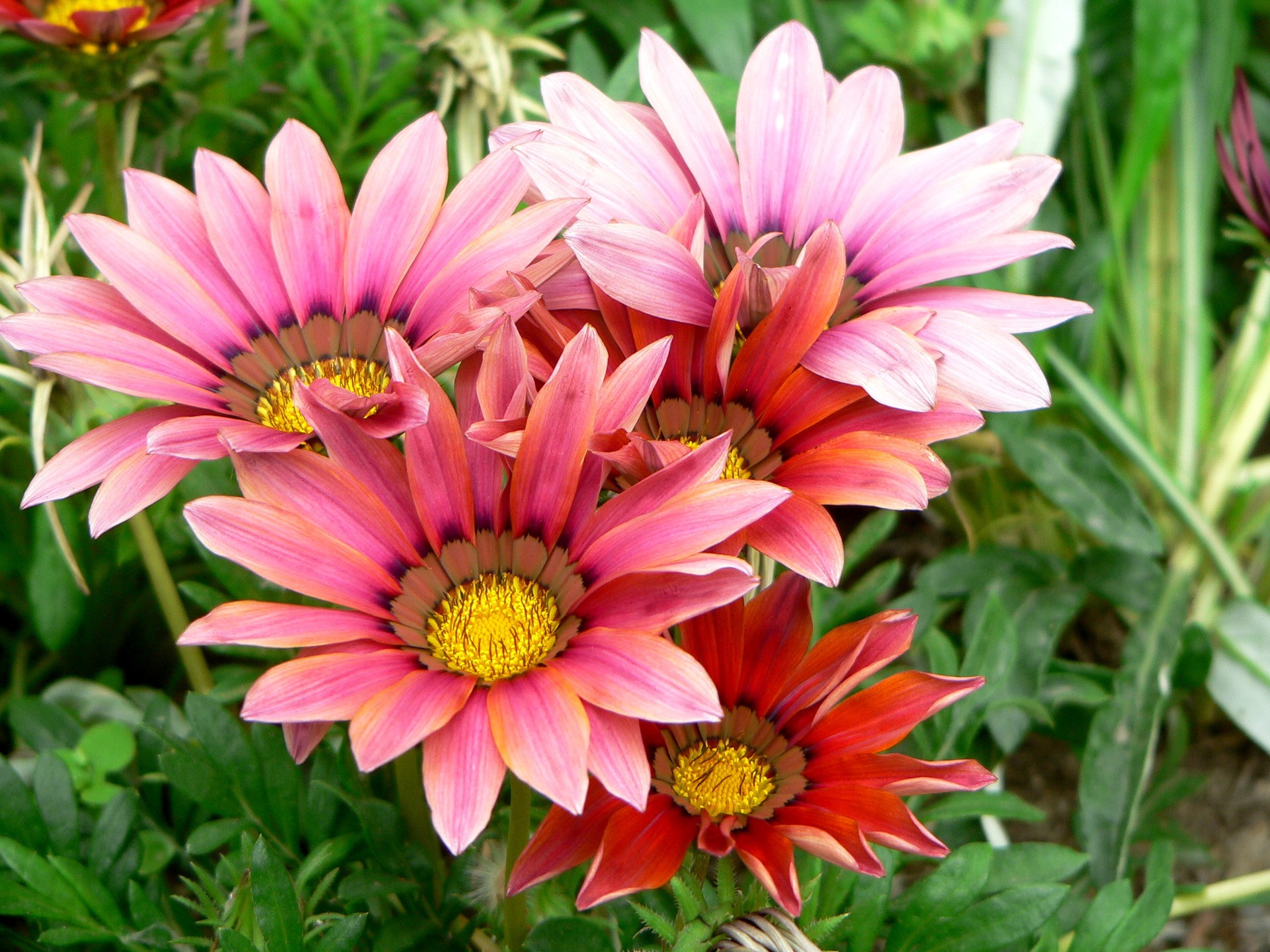 Gazania flowers in bloom HD Wallpaper