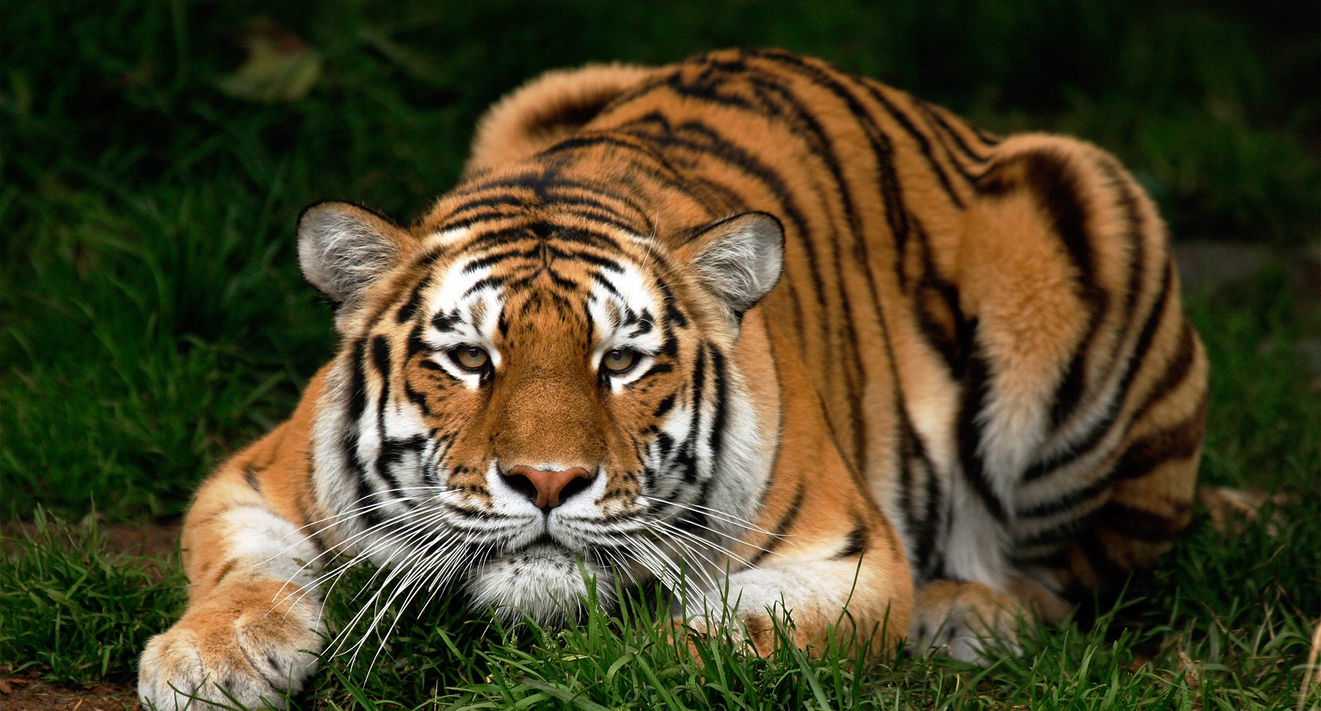 Tiger lying in green grass HD Wallpaper