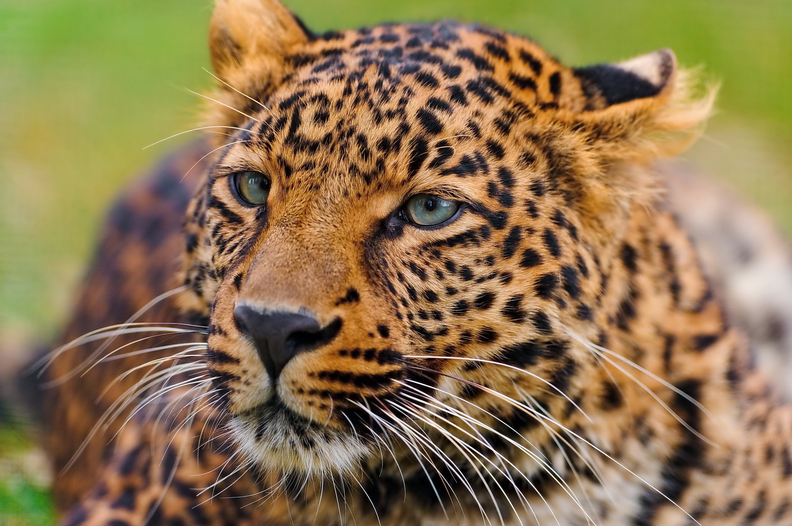 Close-up of a leopard's face HD Wallpaper