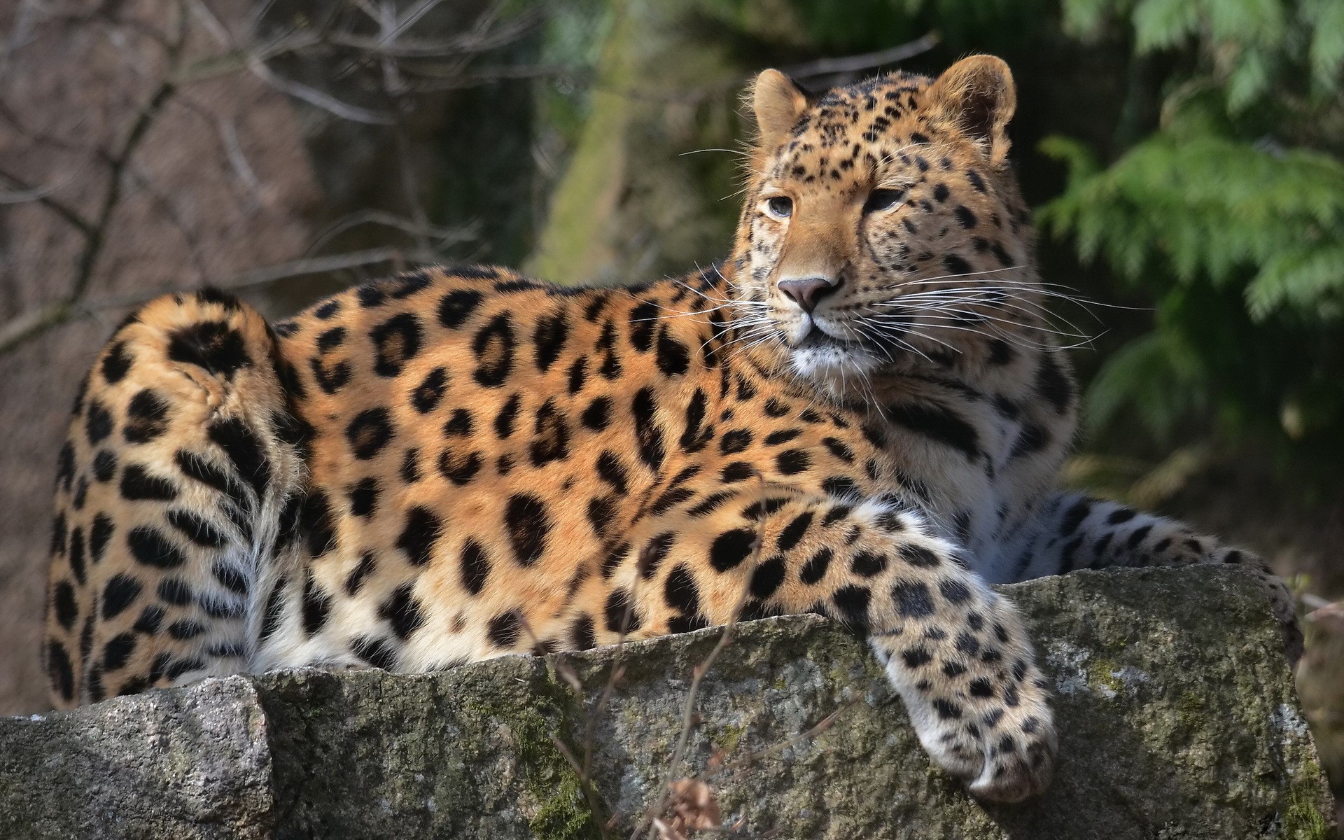 Leopard resting on a rock HD Wallpaper