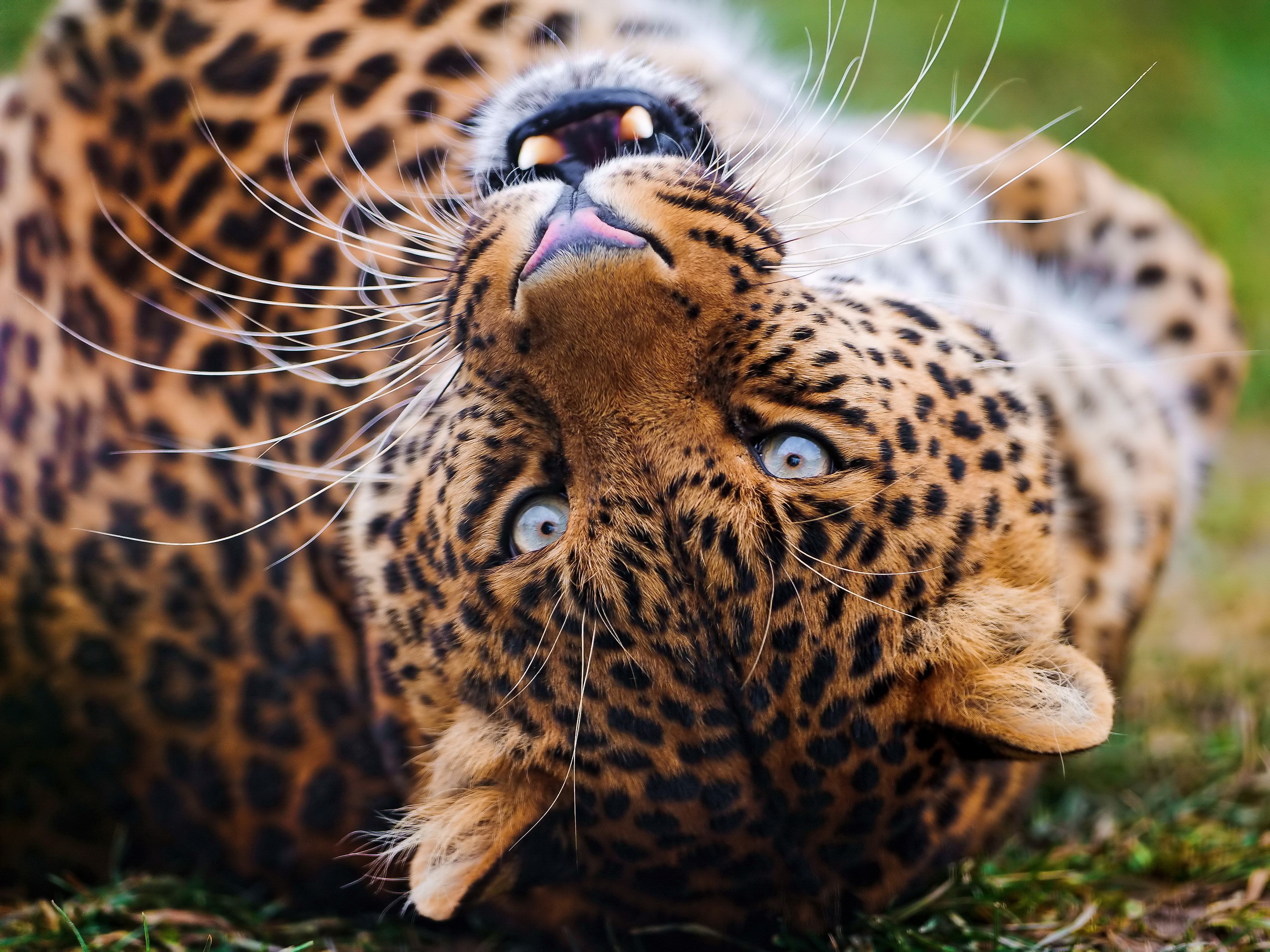 Leopard lying on its back with mouth open HD Wallpaper