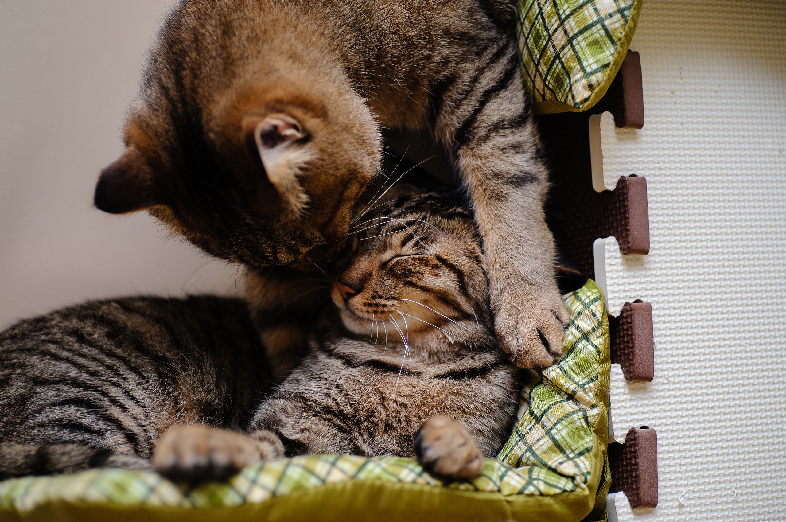 Two tabby cats cuddling HD Wallpaper