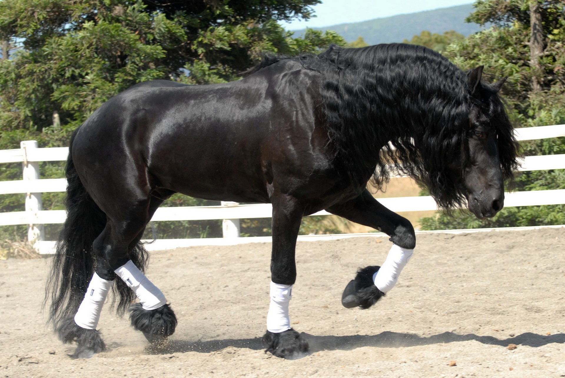 Black Friesian horse with white leg wraps HD Wallpaper