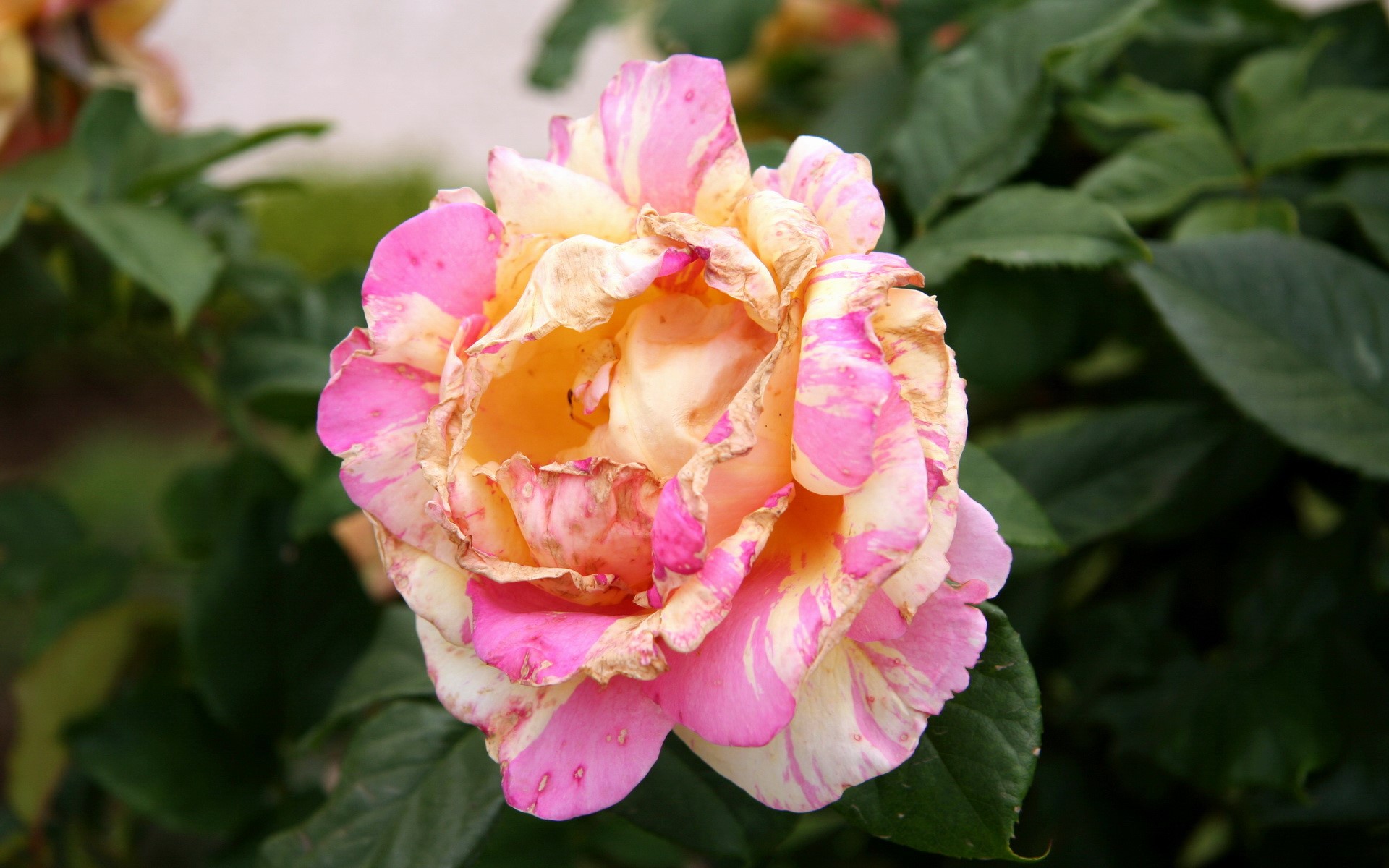 A close-up of a bi-colored rose with pink and yellow petals HD Wallpaper