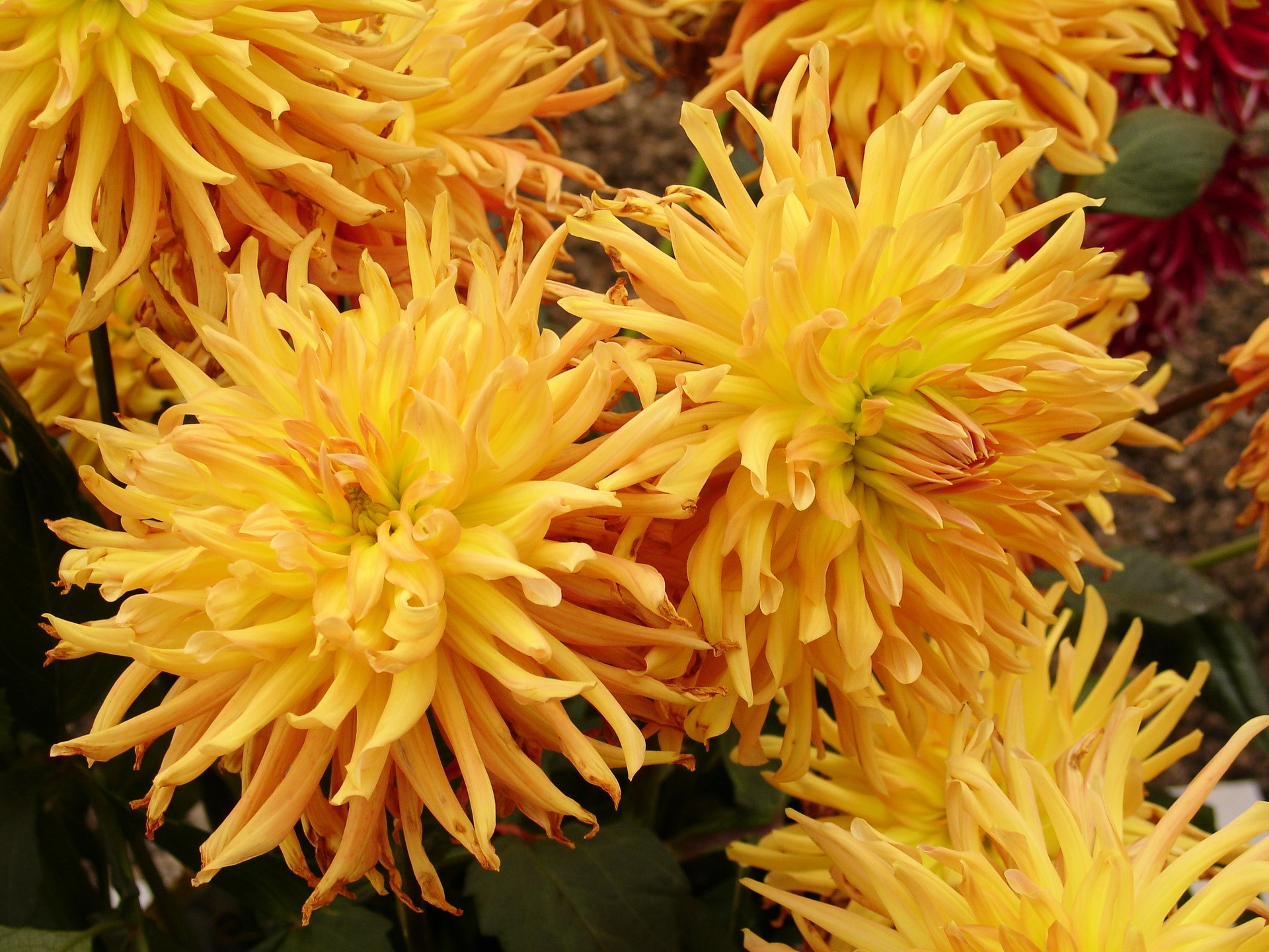 Yellow Dahlias HD Wallpaper