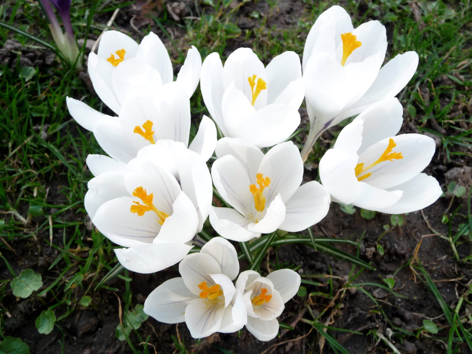 White Crocuses with yellow centers in grass HD Wallpaper