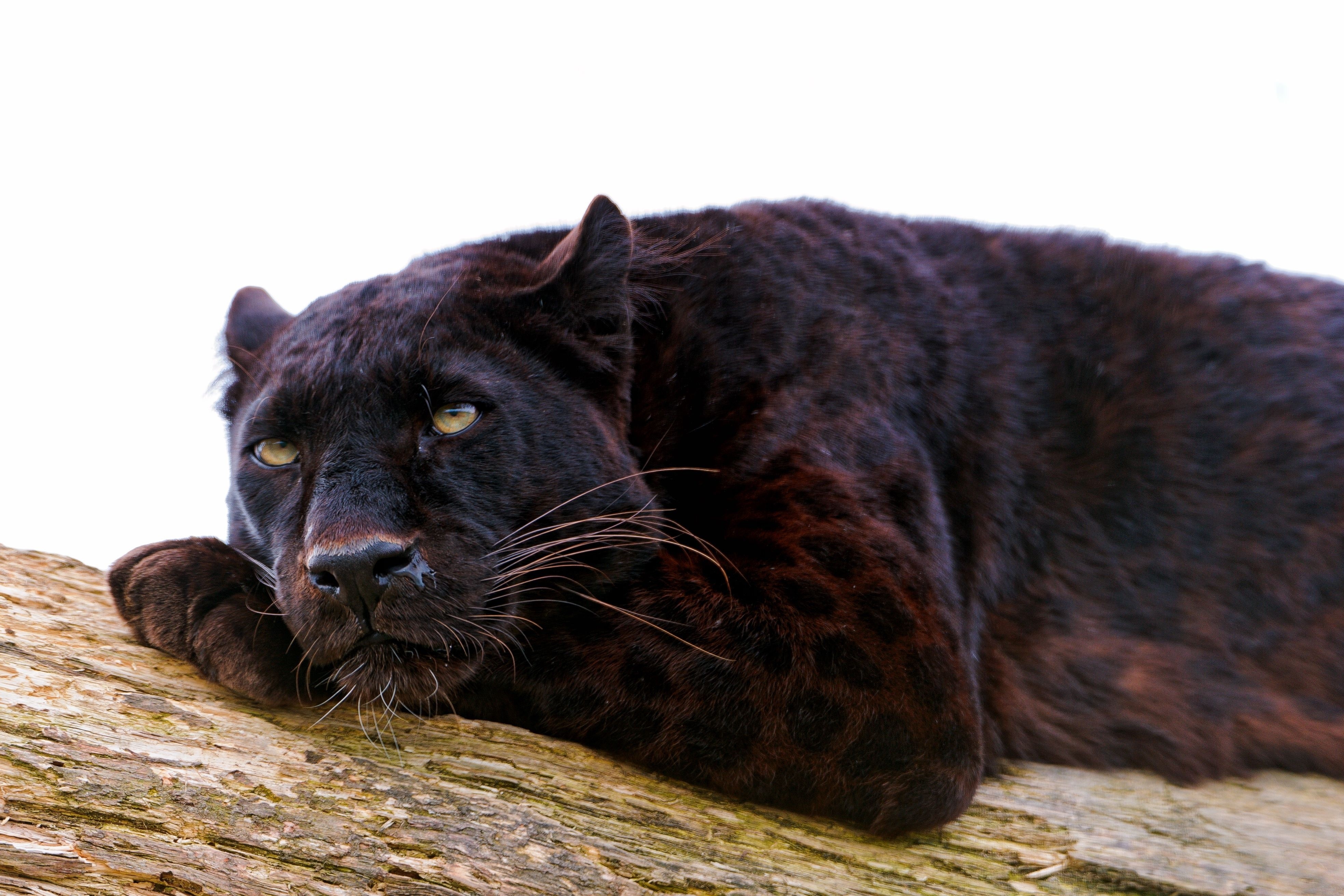 Black Panther resting on a log HD Wallpaper