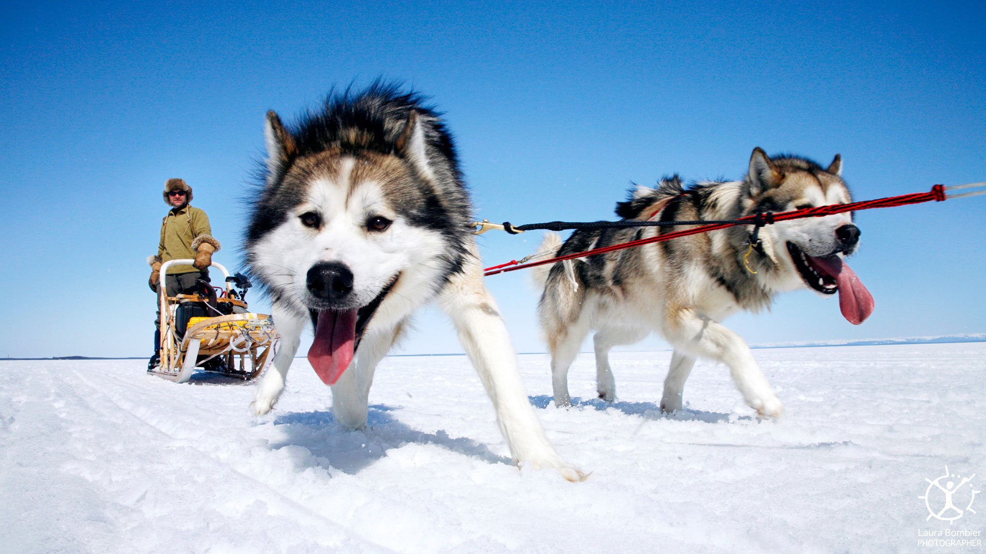 Husky dogs pulling a sled with a person HD Wallpaper