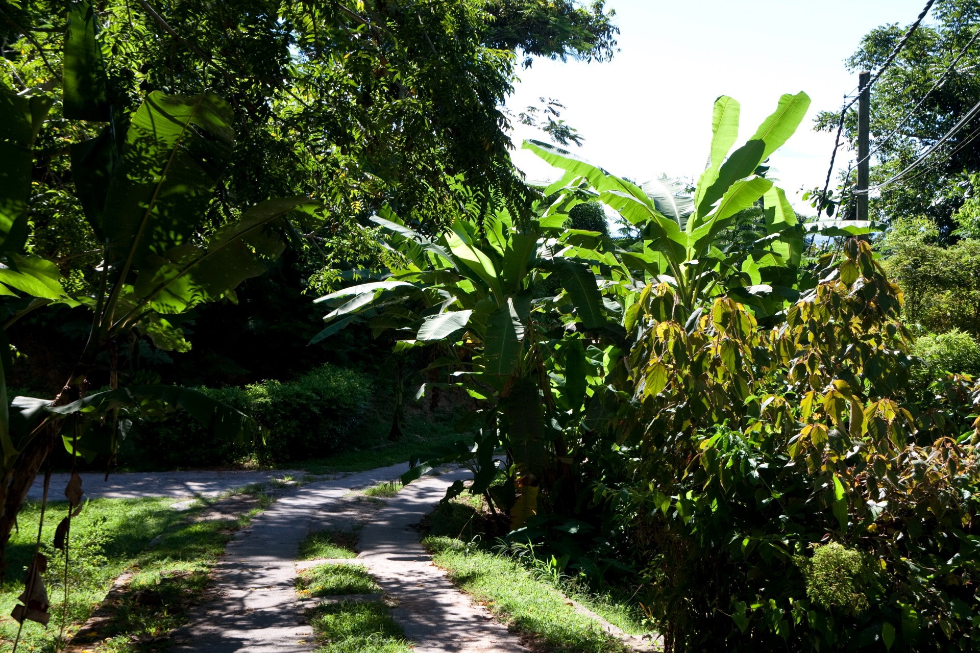 Tropical jungle with banana trees and a path HD Wallpaper