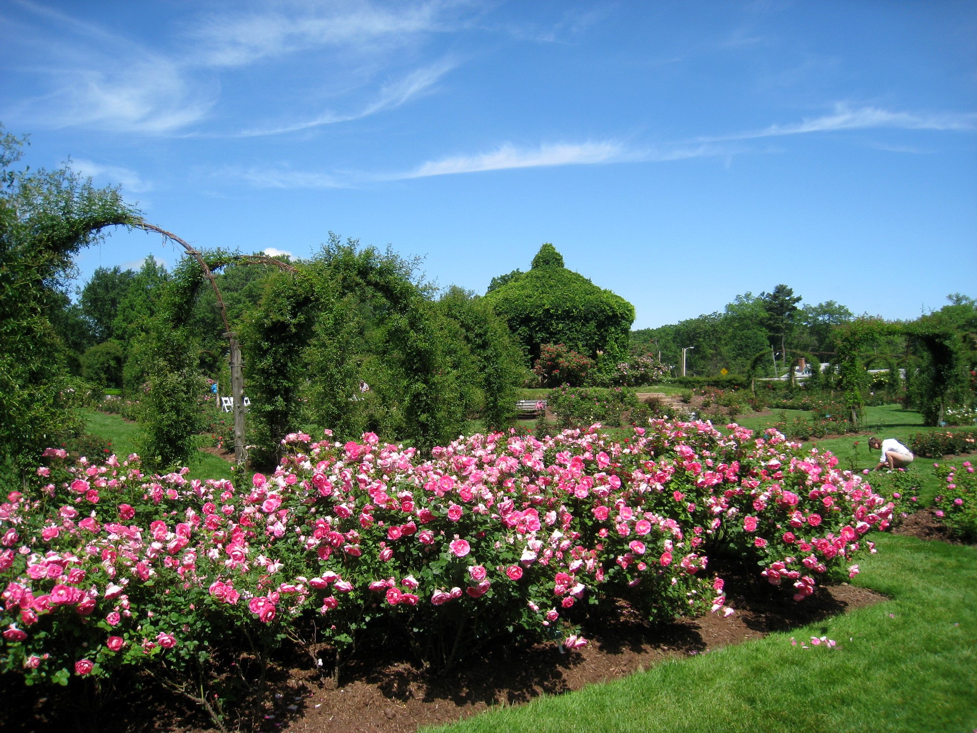 Rose garden with arched trellises and a person gardening HD Wallpaper
