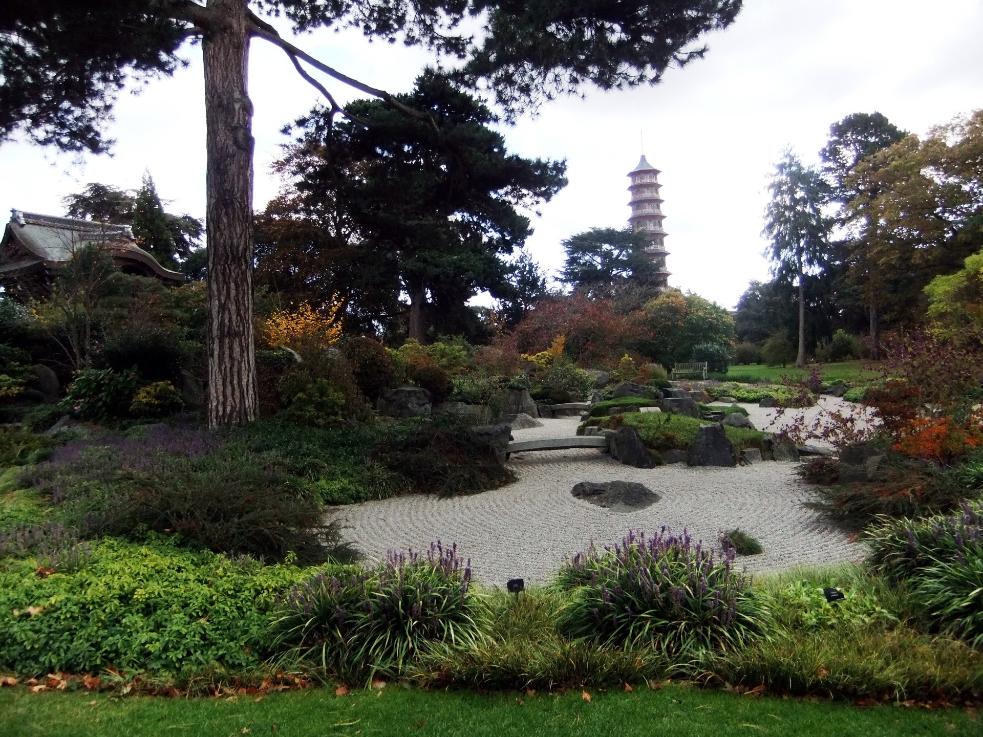 Japanese Garden with Pagoda at Royal Botanic Gardens HD Wallpaper