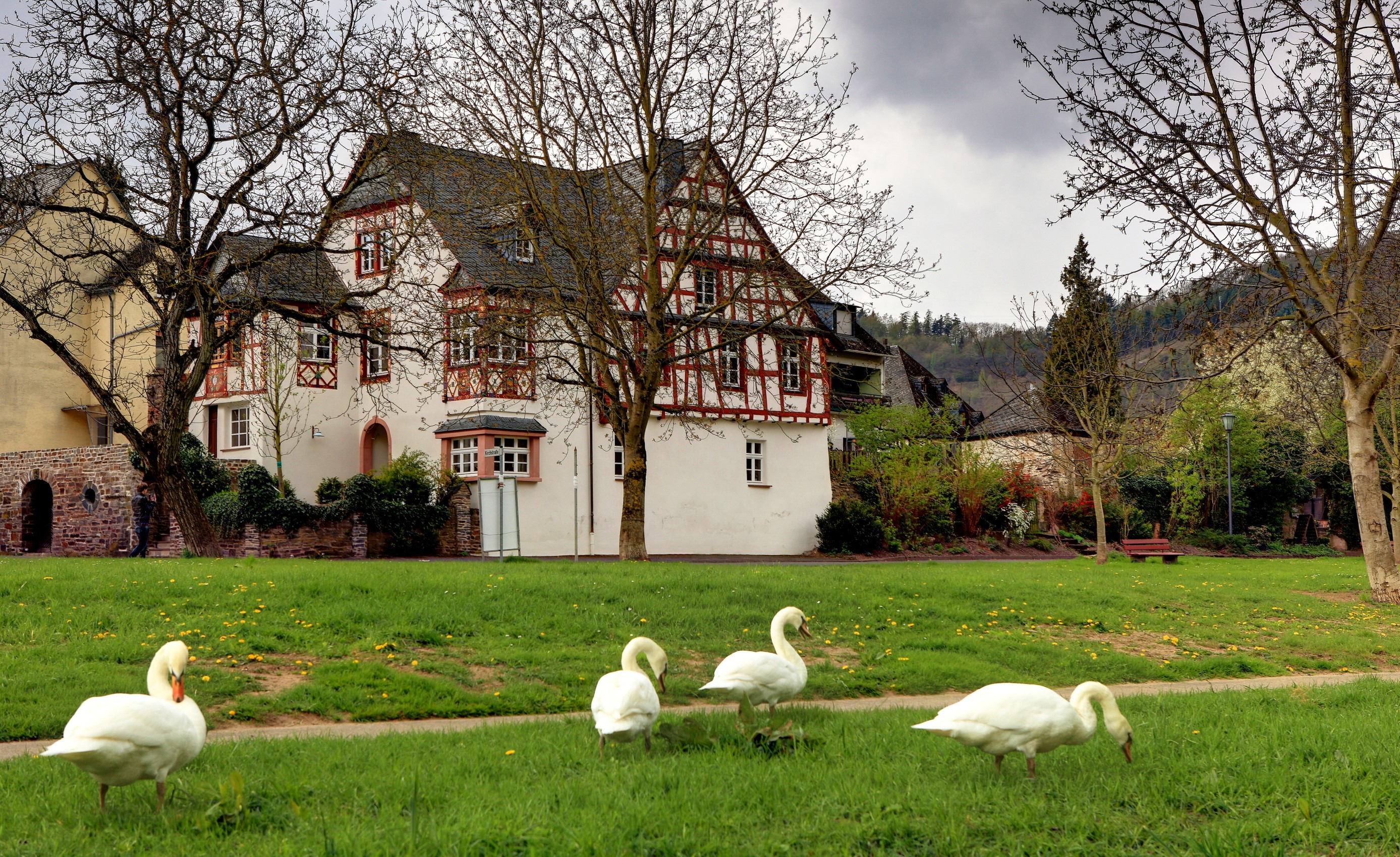 Swans in front of a half-timbered house in Germany HD Wallpaper