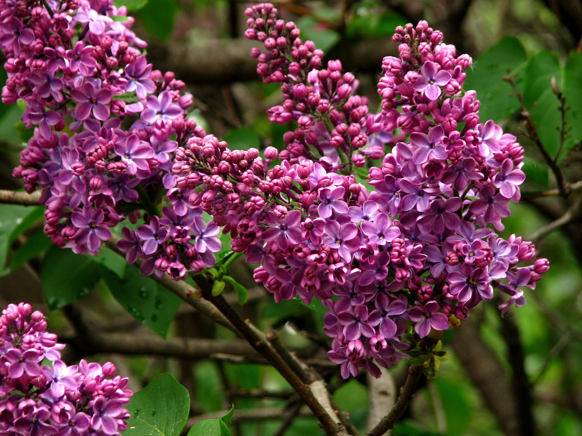 Purple Lilac Flowers on Branches HD Wallpaper