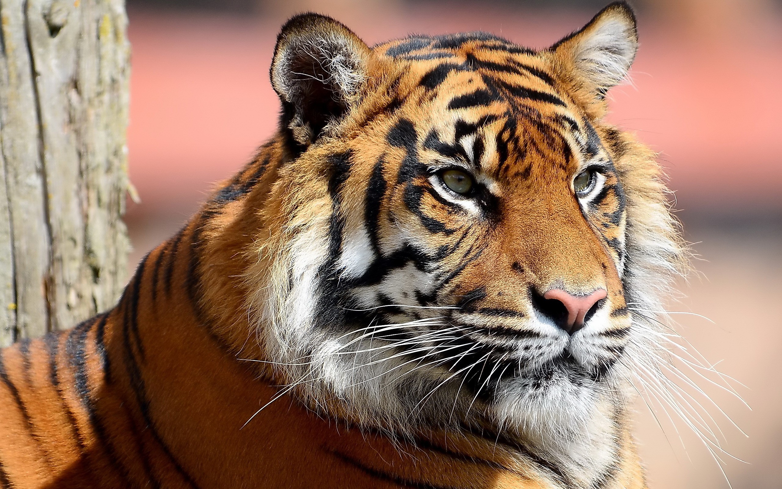 Close-up of a tiger's face HD Wallpaper