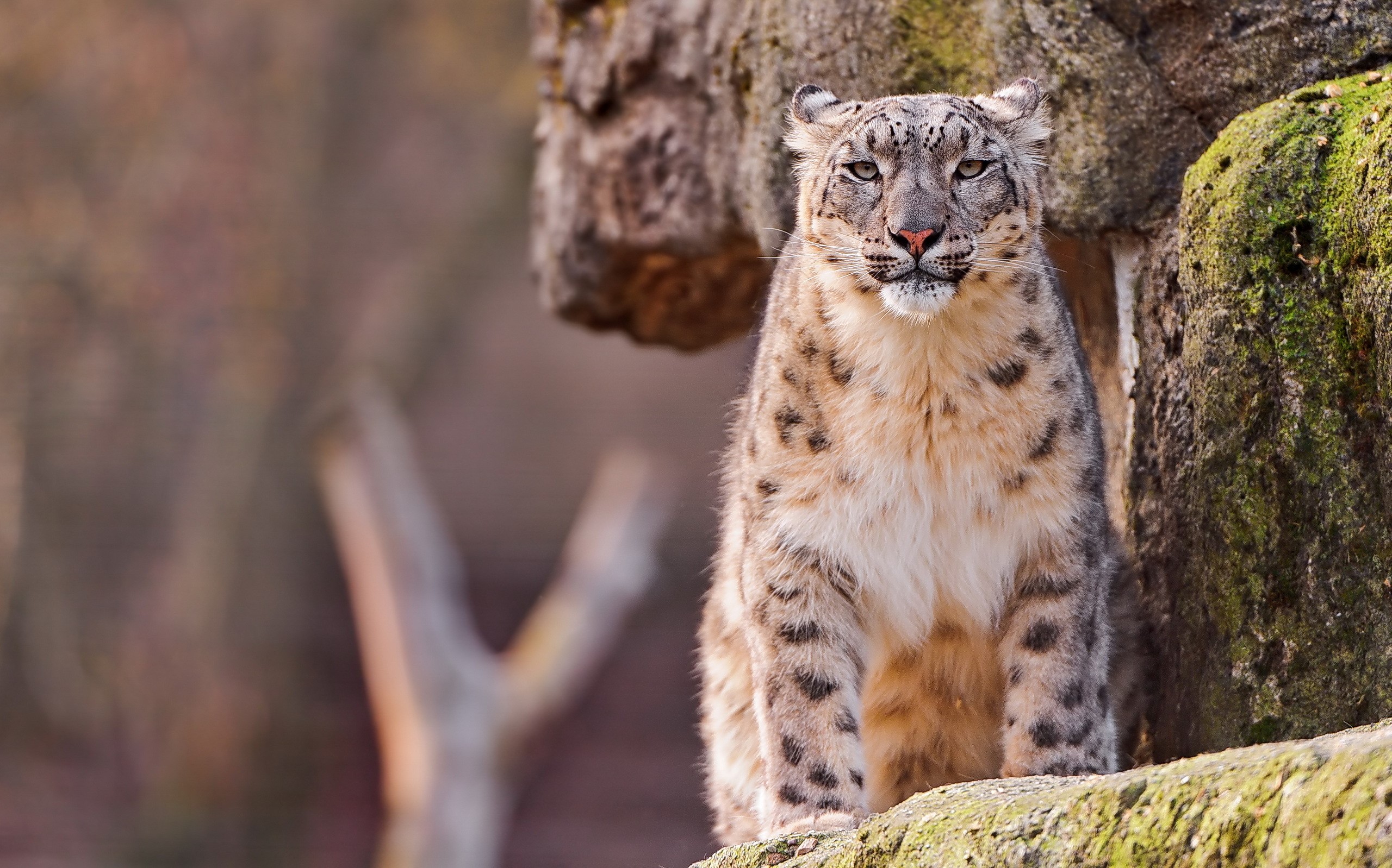 Snow leopard sitting on rocks HD Wallpaper
