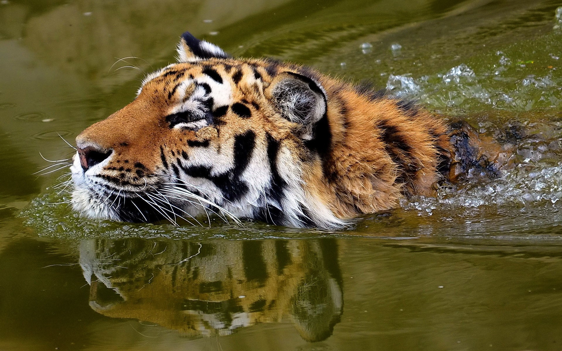 Tiger swimming in water HD Wallpaper