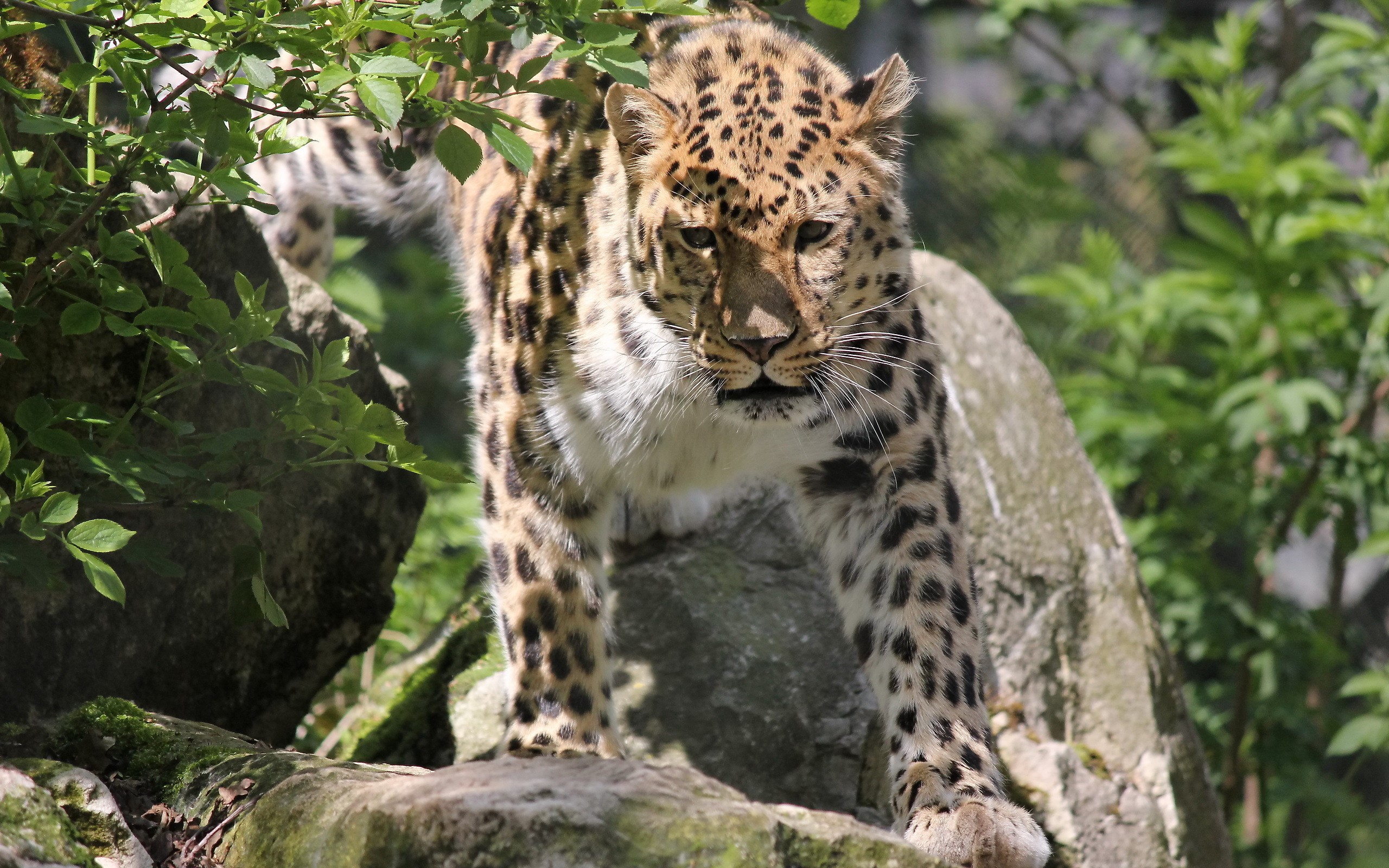 Leopard on rocks with green foliage HD Wallpaper
