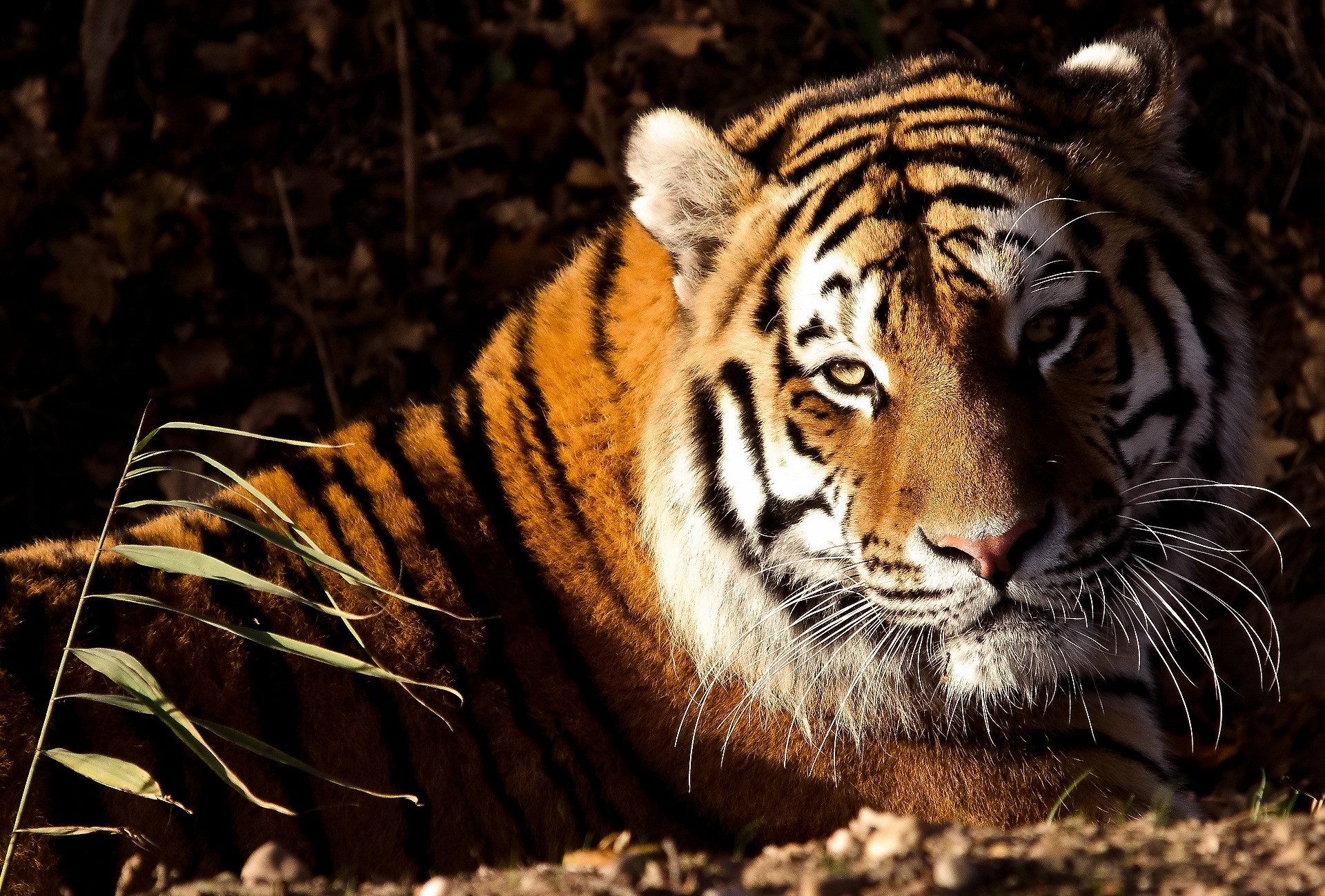 Tiger lying down in dappled sunlight HD Wallpaper