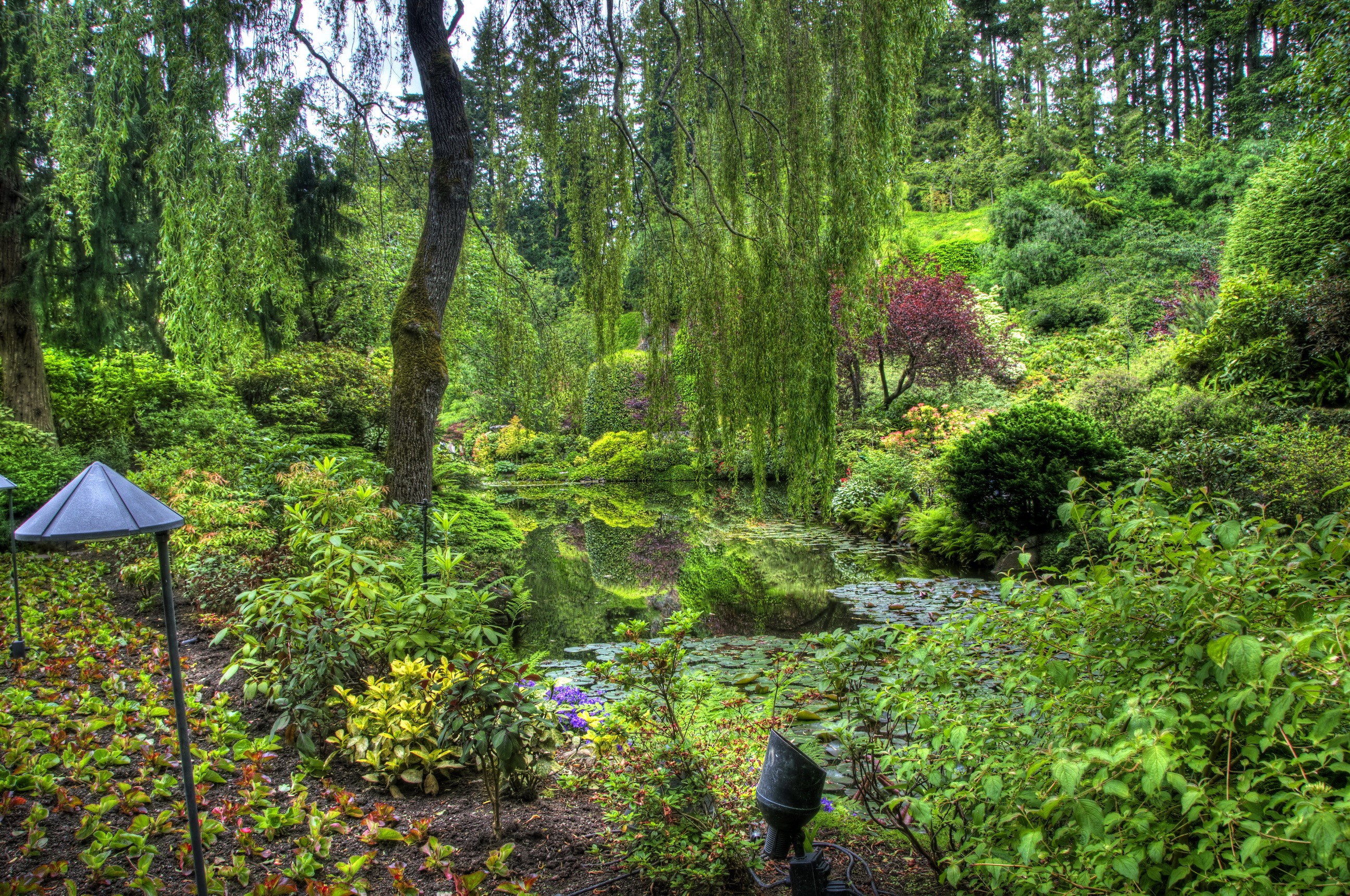 A tranquil garden with a pond and weeping willows HD Wallpaper