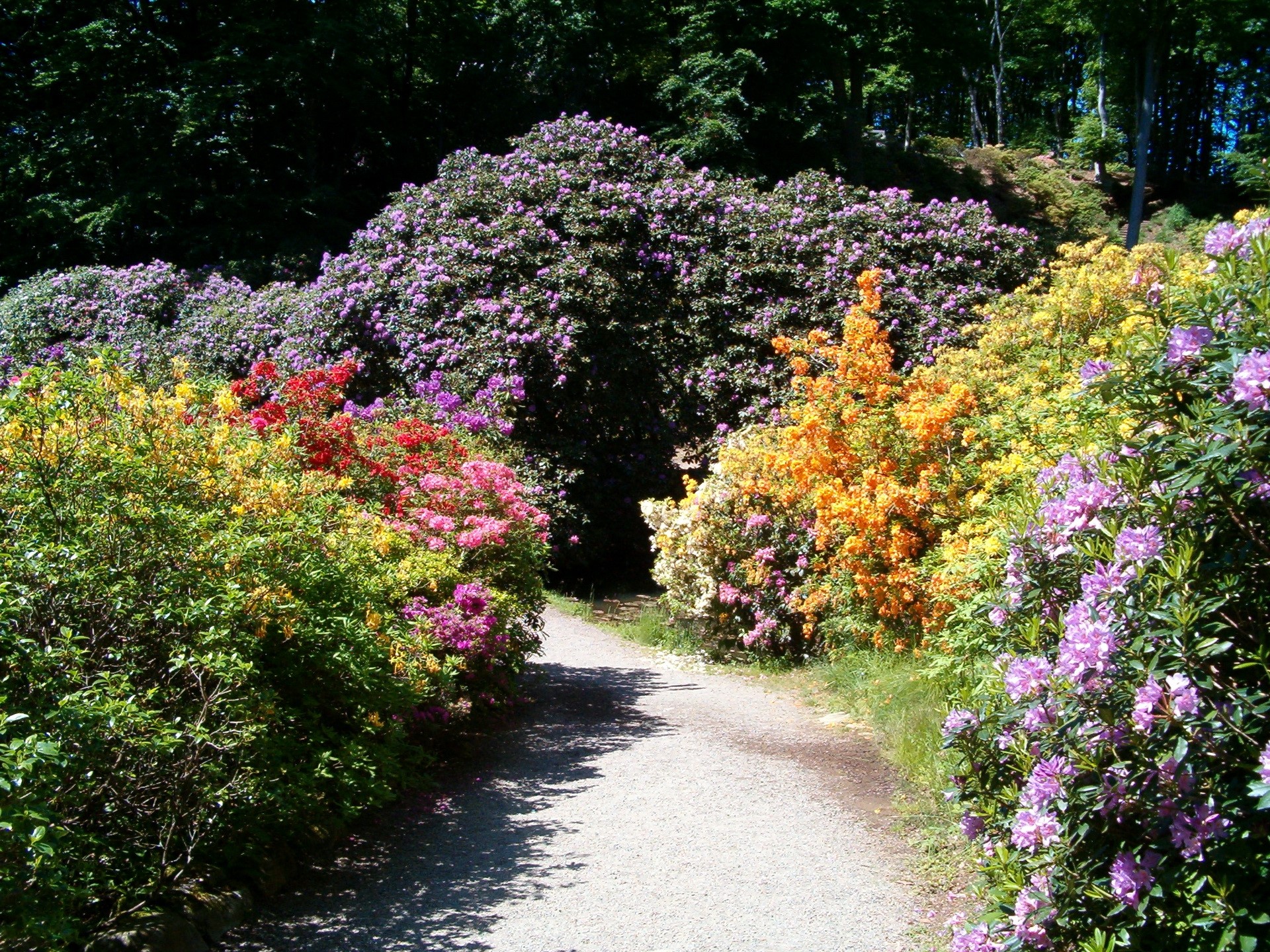 Colorful Rhododendron Garden Path in Helsingborg, Sweden HD Wallpaper