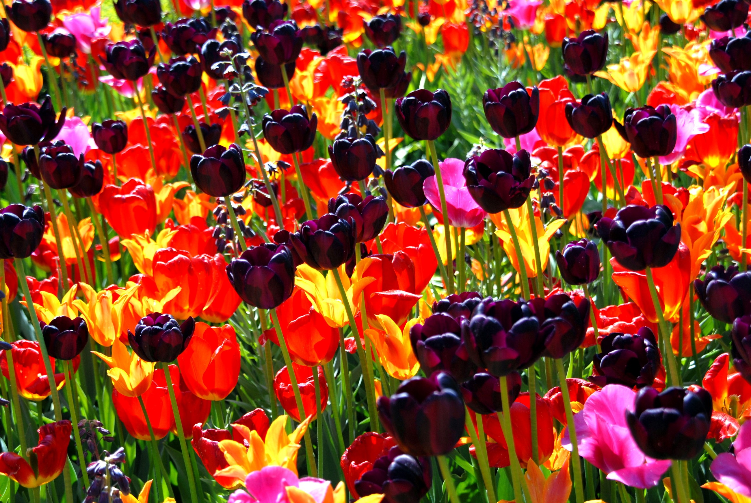 A field of colorful tulips in bloom HD Wallpaper