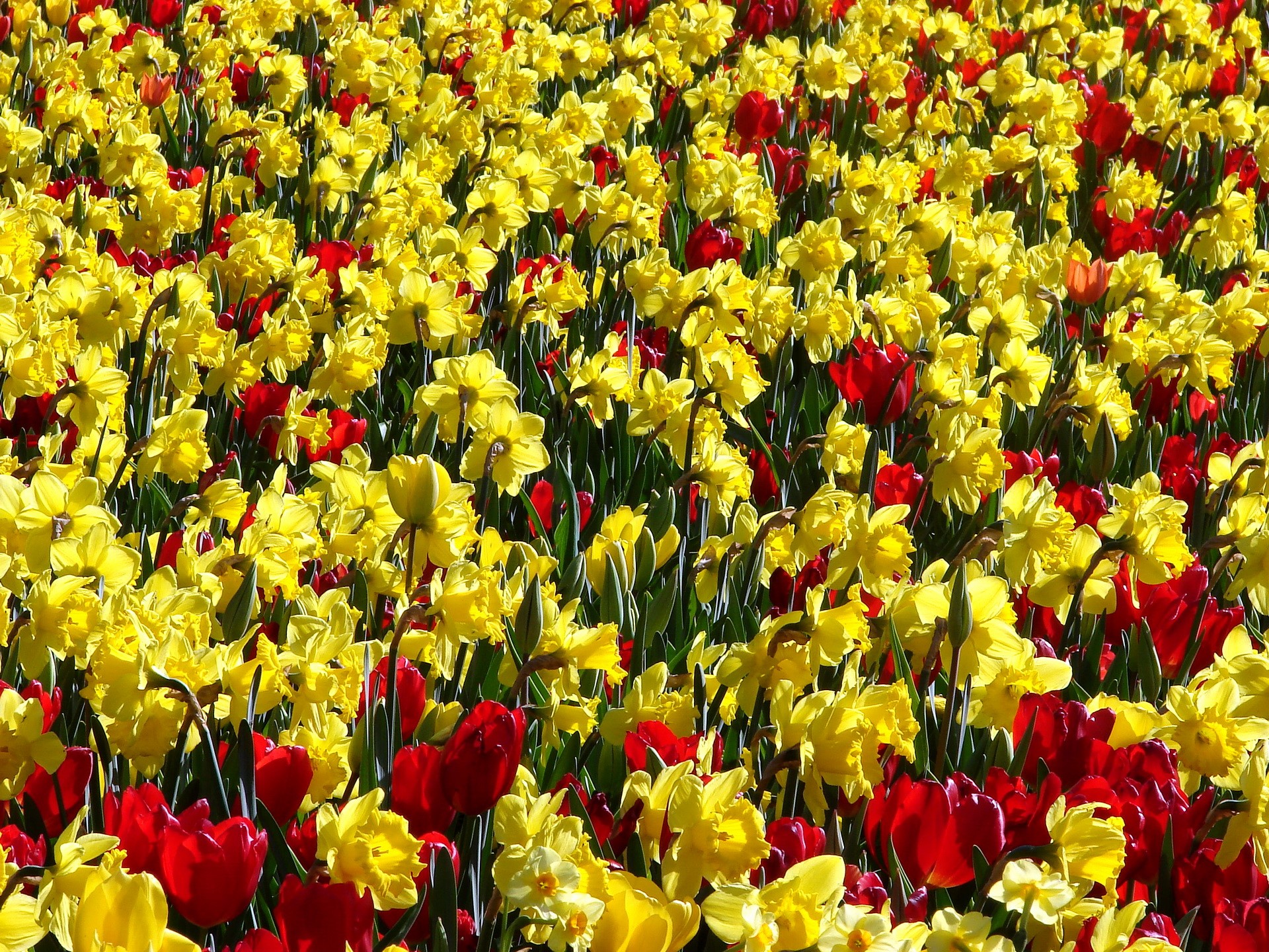 Field of Yellow Daffodils and Red Tulips HD Wallpaper