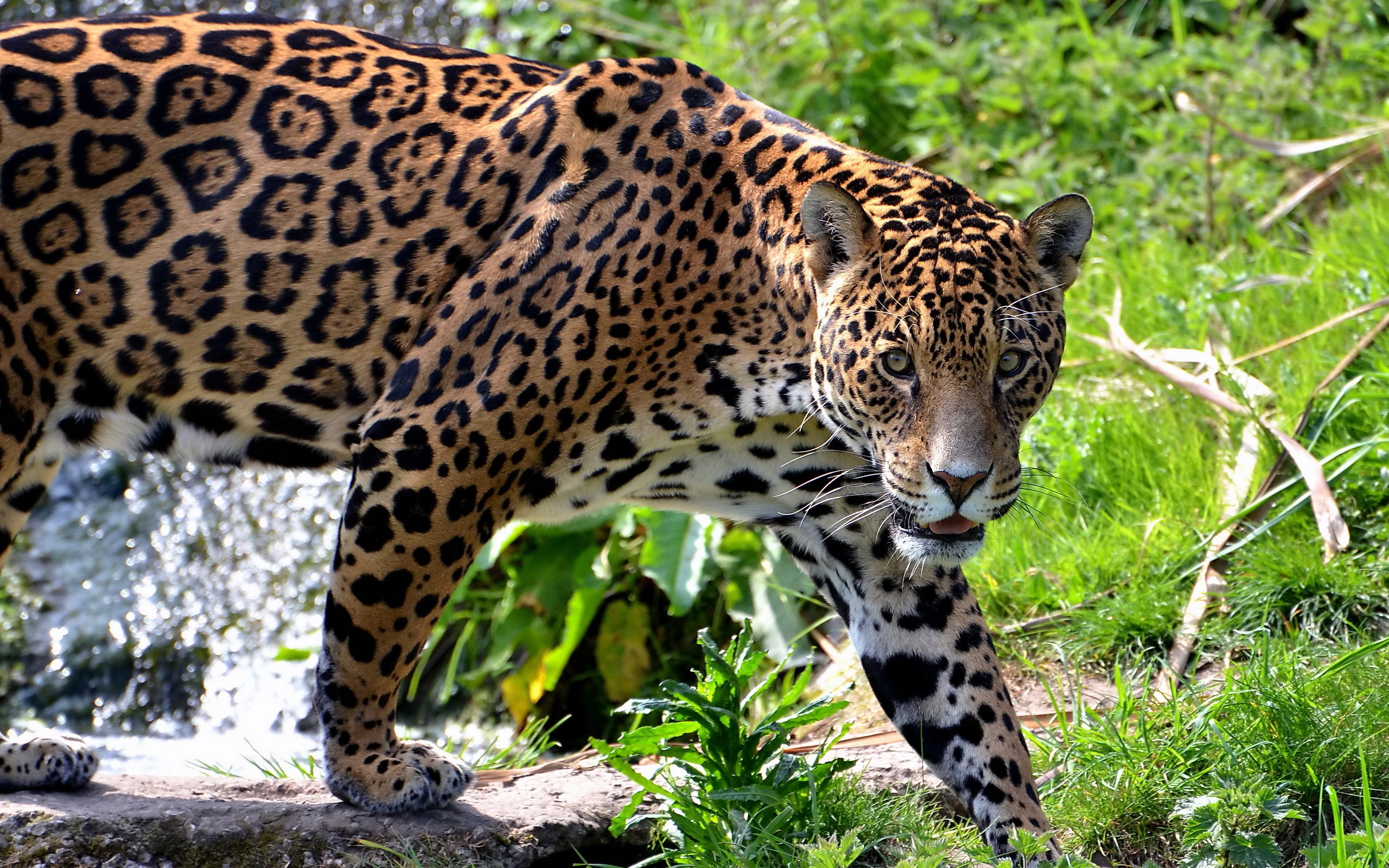 Jaguar walking near water and grass HD Wallpaper