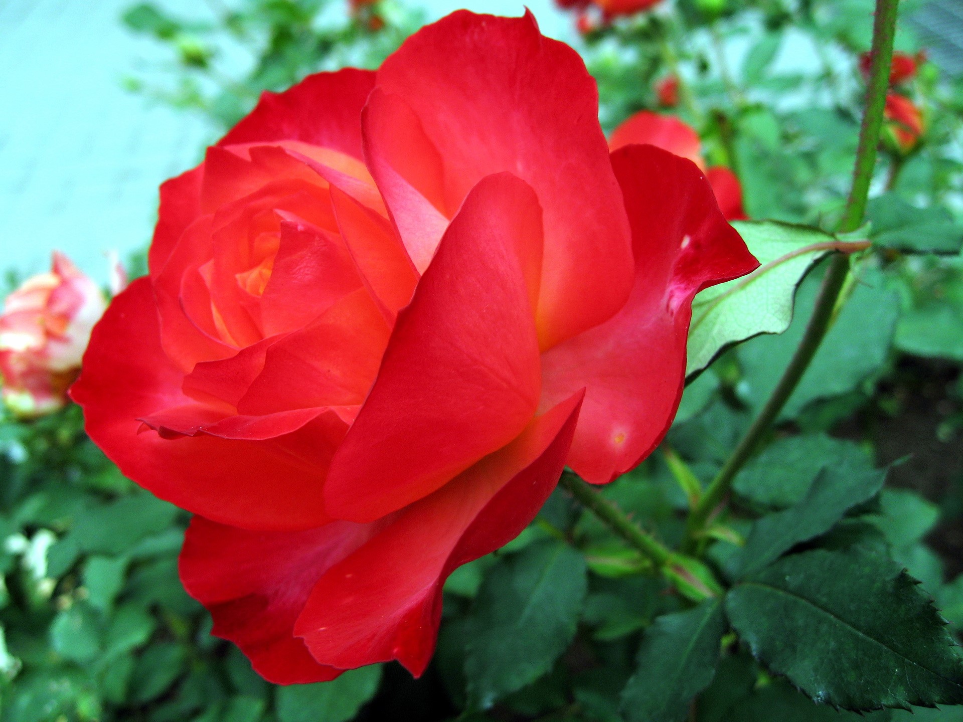Red rose in bloom with green leaves HD Wallpaper