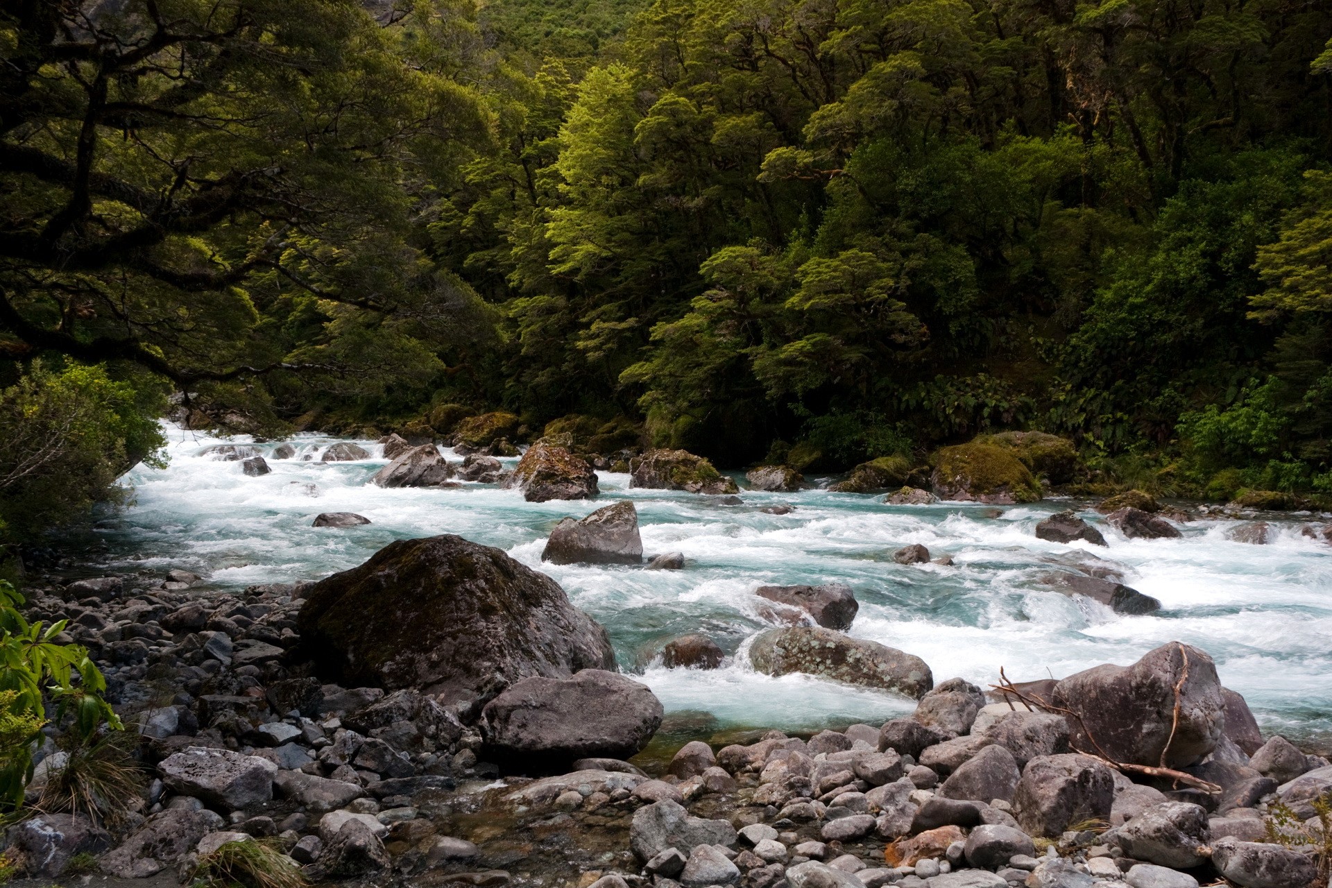 A fast-flowing river through a dense forest HD Wallpaper