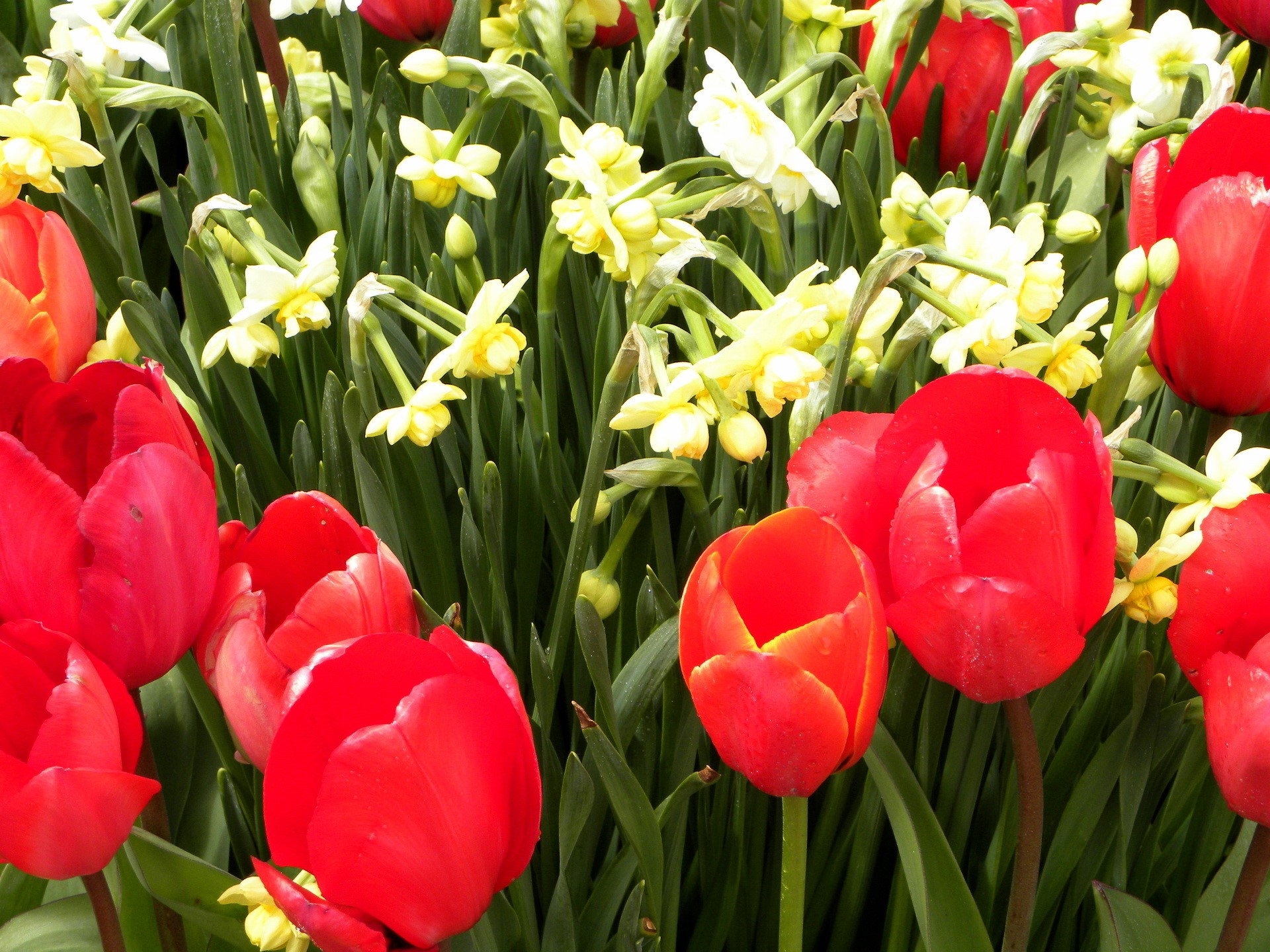 Red tulips and yellow daffodils HD Wallpaper