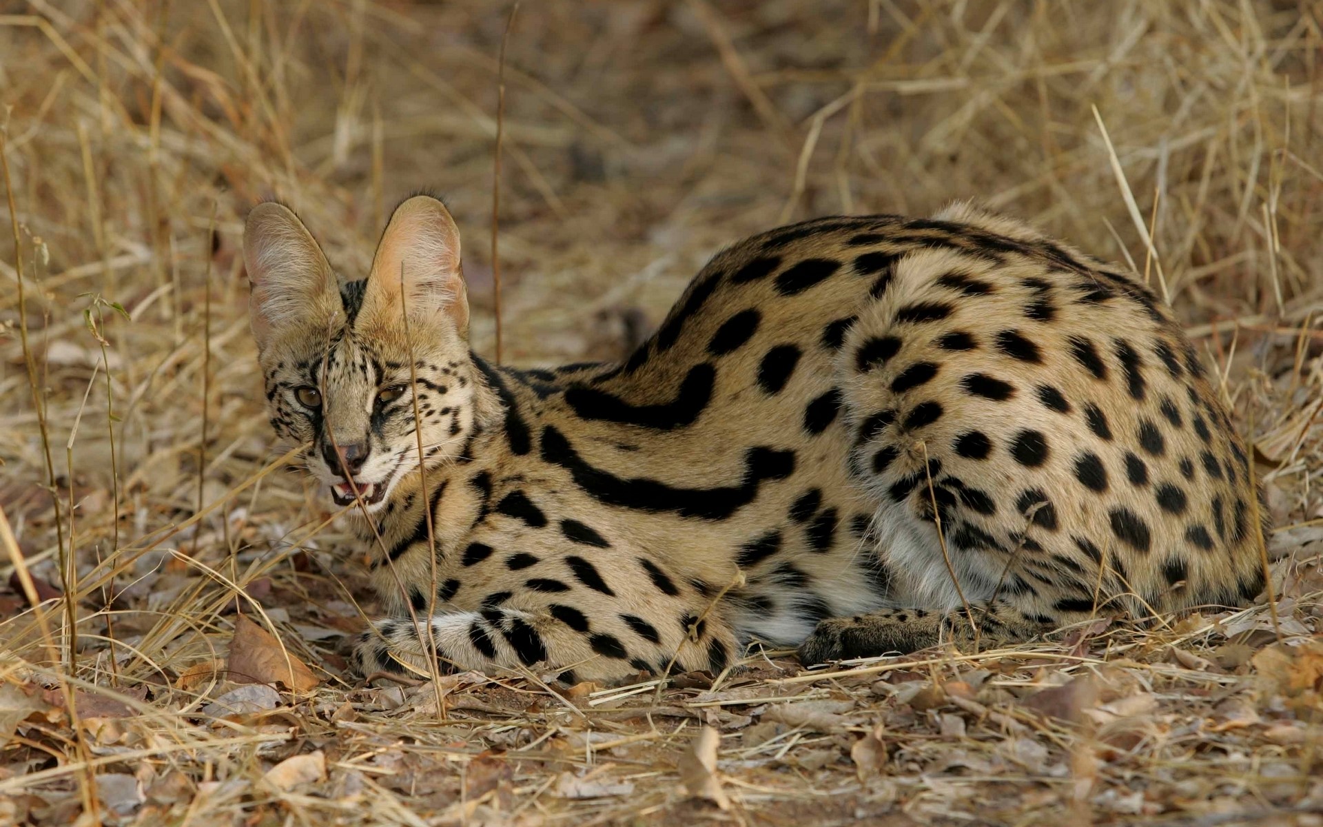 Serval cat lying in dry grass HD Wallpaper