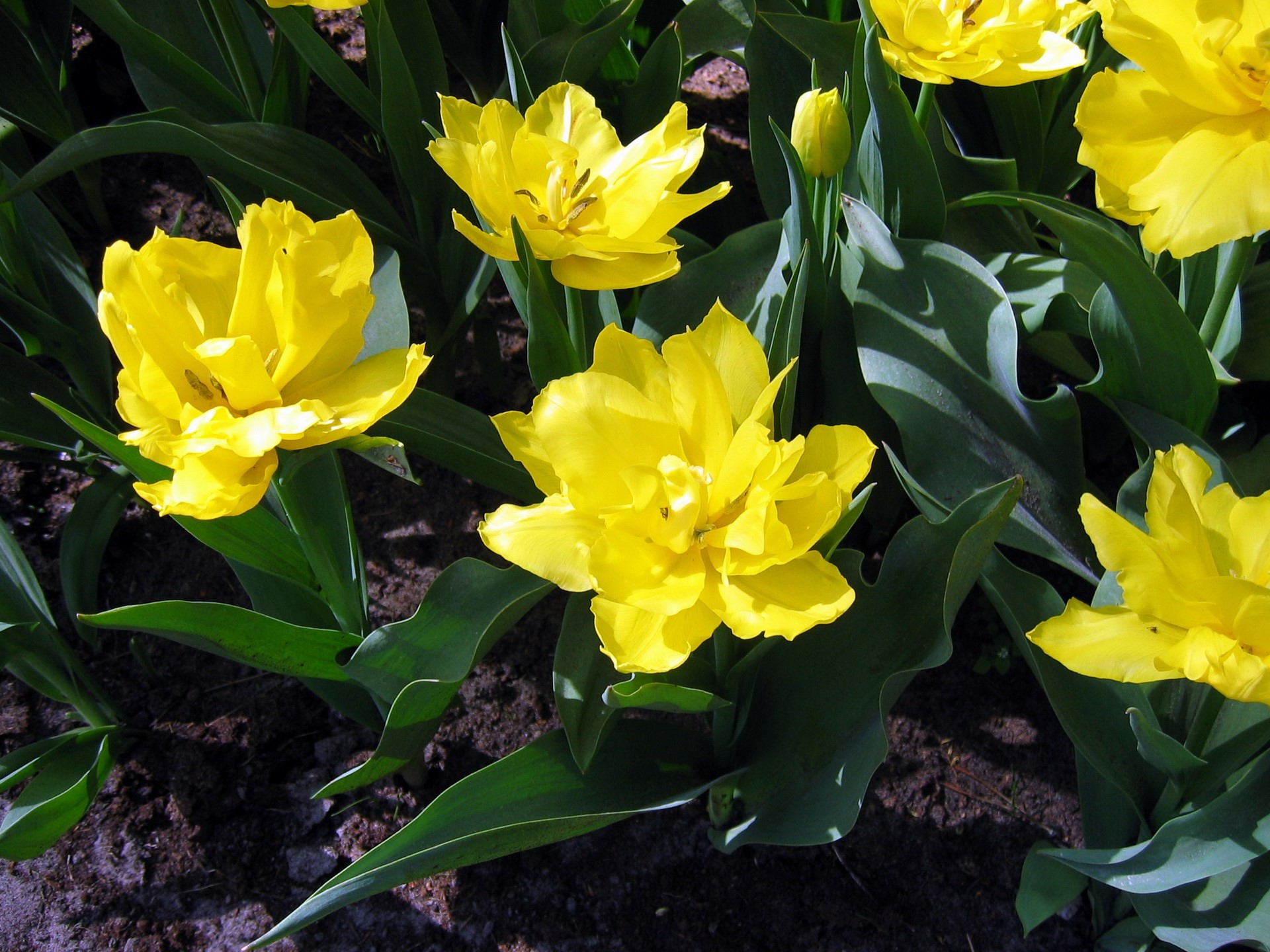 Yellow Double Tulips in Bloom HD Wallpaper