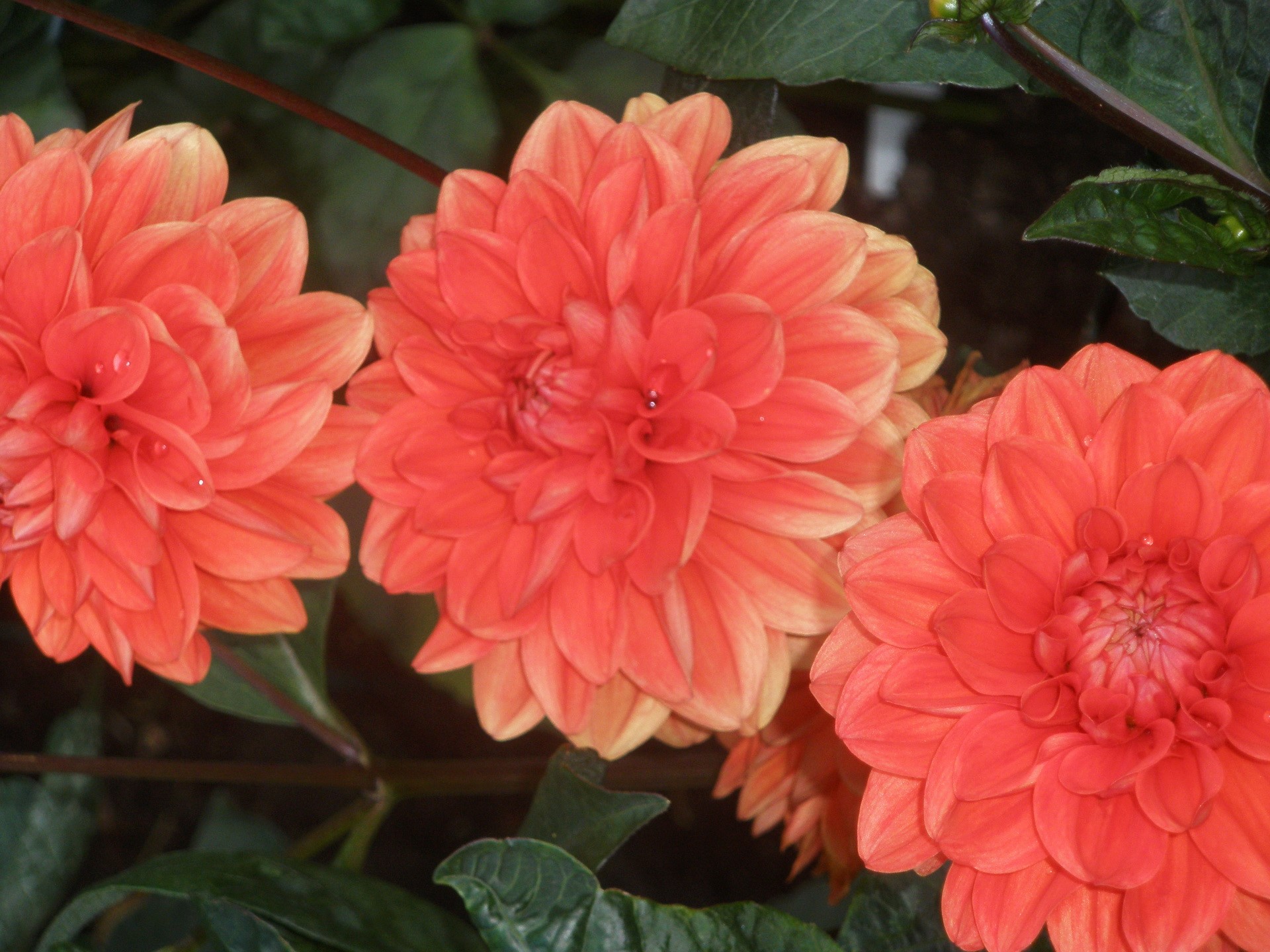 Orange Dahlias HD Wallpaper