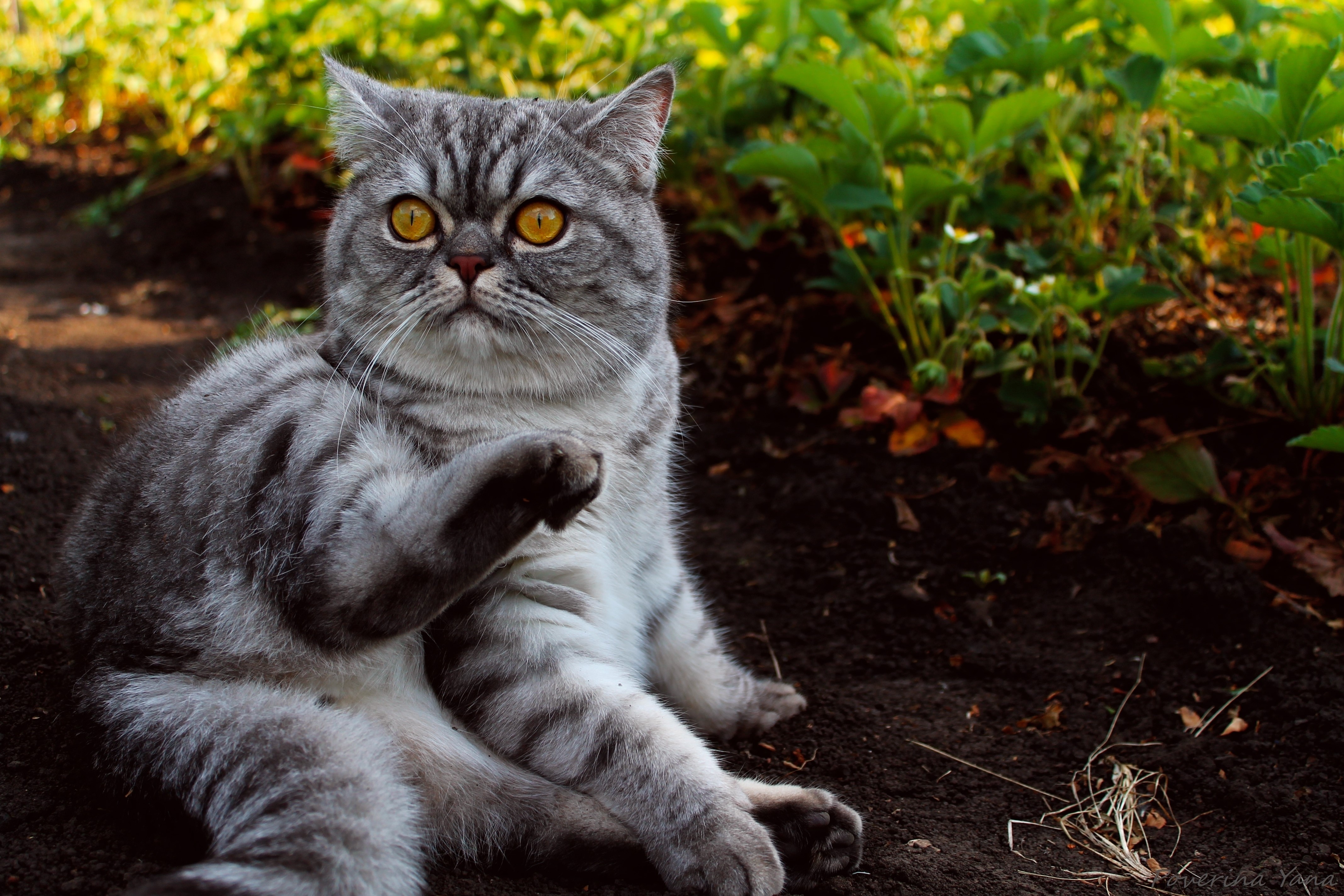 4K Scottish Fold Cat Sitting Outdoors HD Wallpaper