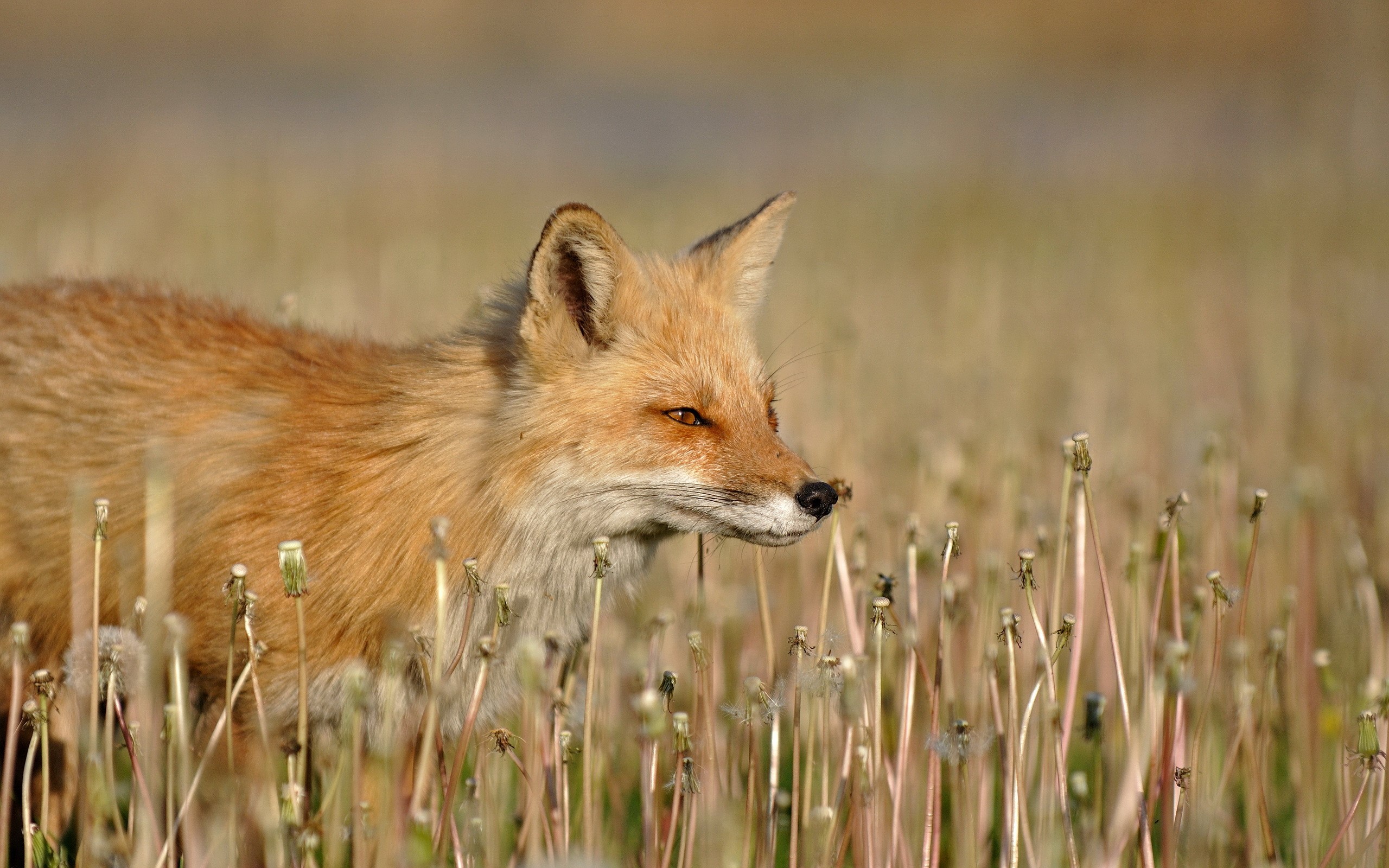 Red fox in a field of dandelions HD Wallpaper
