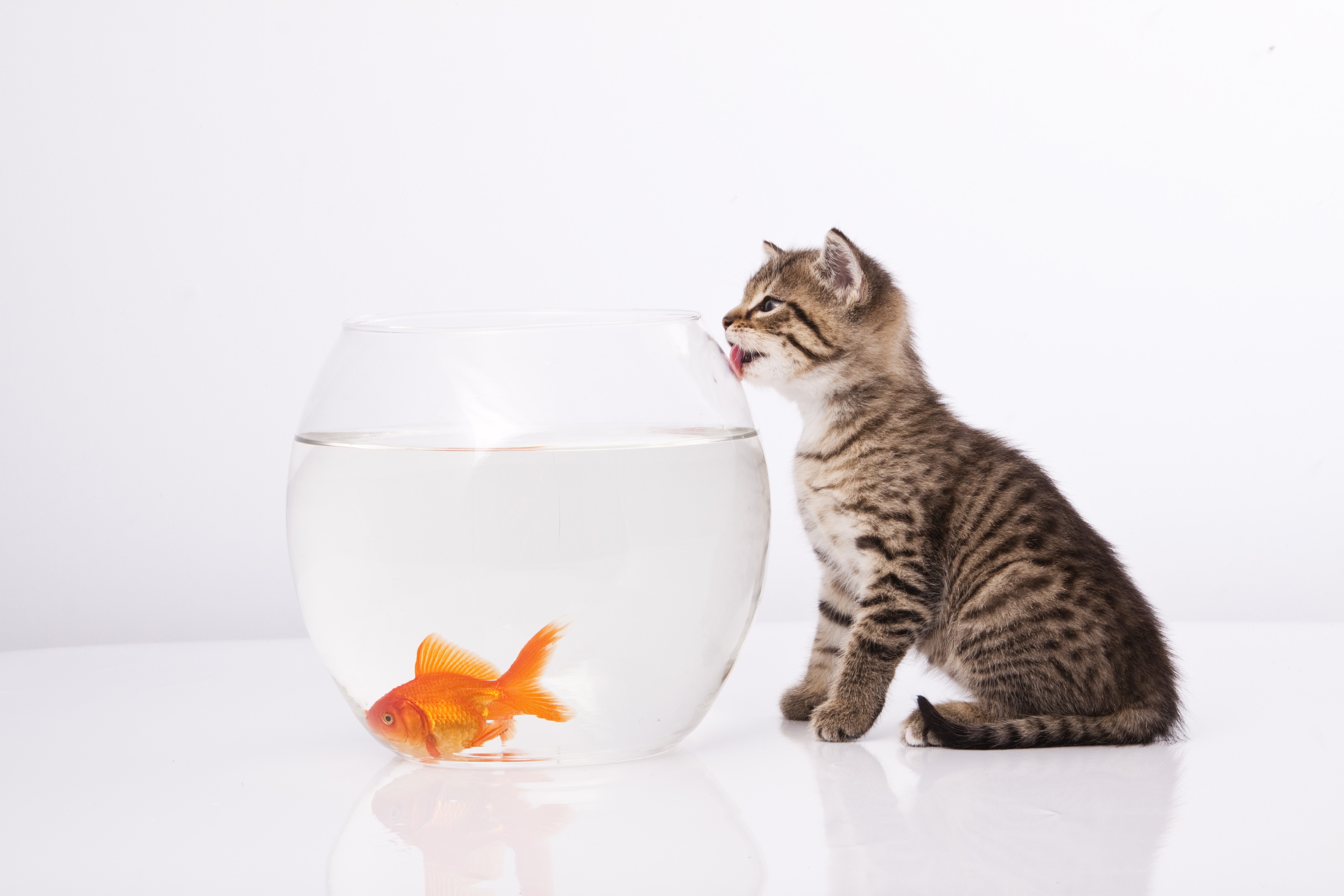 Kitten licking a fishbowl with goldfish HD Wallpaper