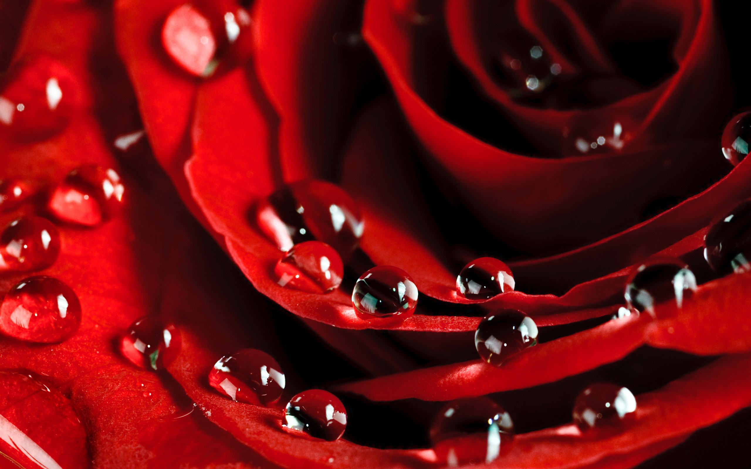 Close-up of red rose petals with water droplets HD Wallpaper