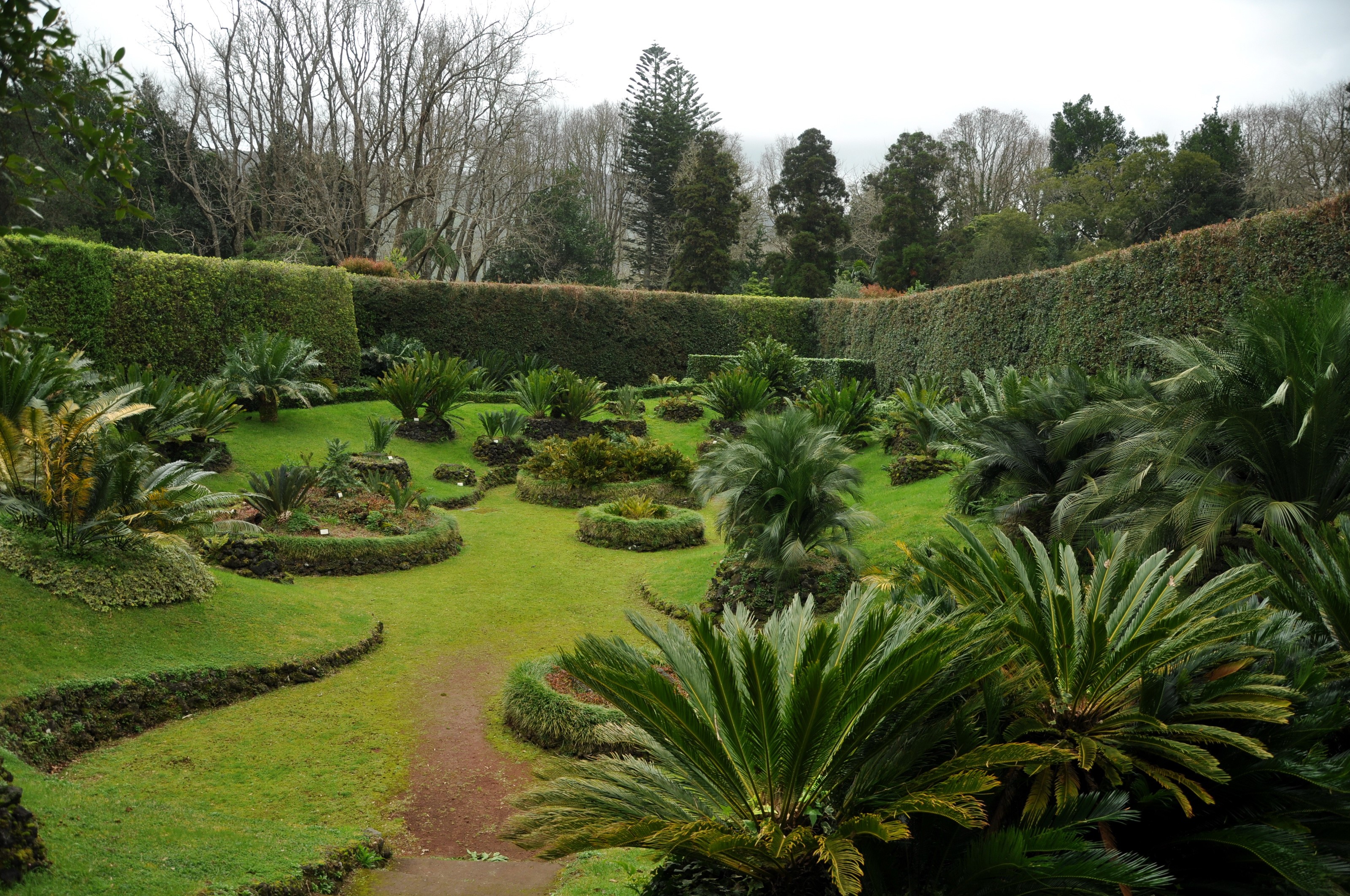 A formal garden with manicured hedges and palm plants HD Wallpaper