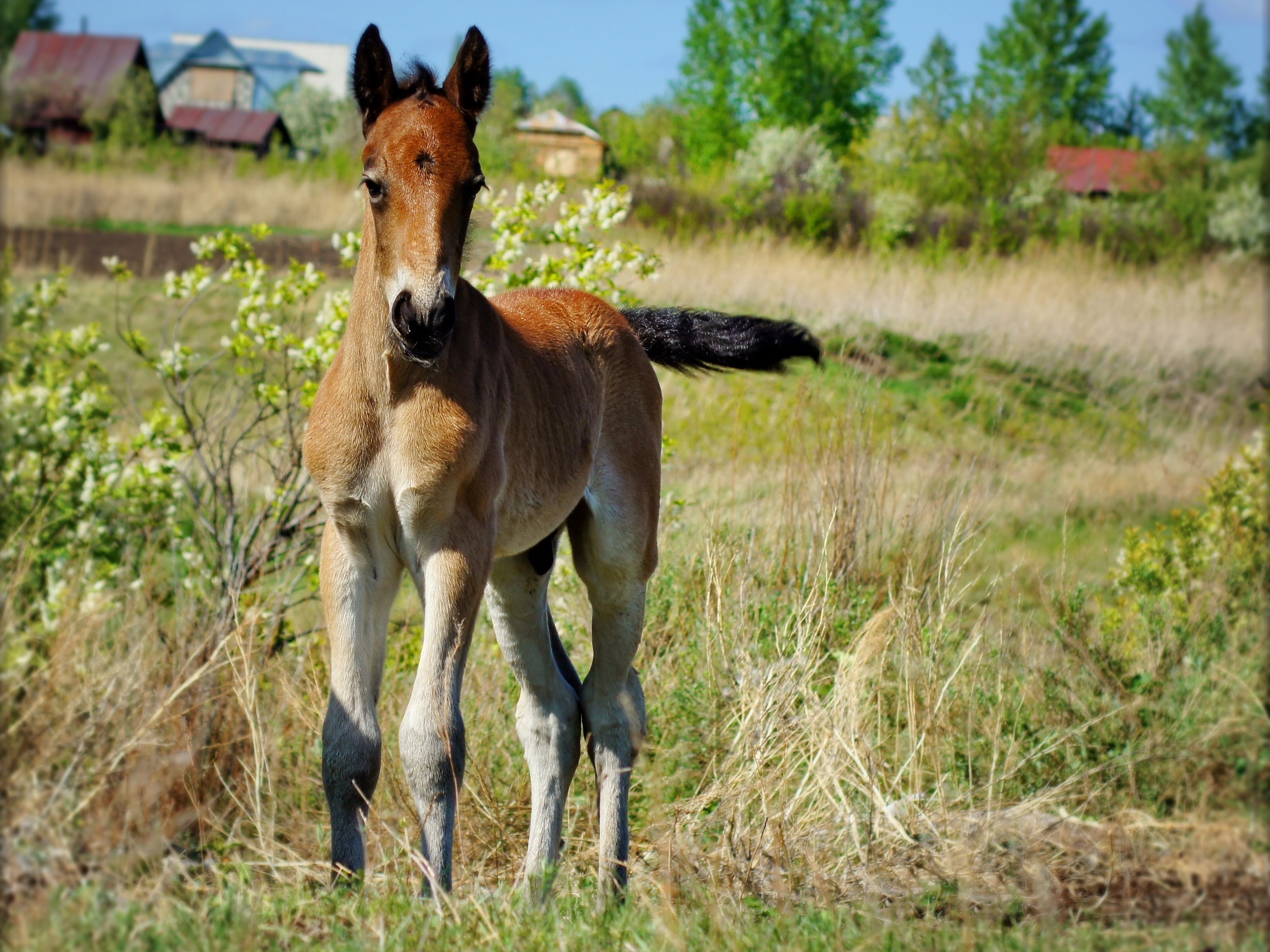 A young foal stands in a grassy field with houses in the background. HD Wallpaper