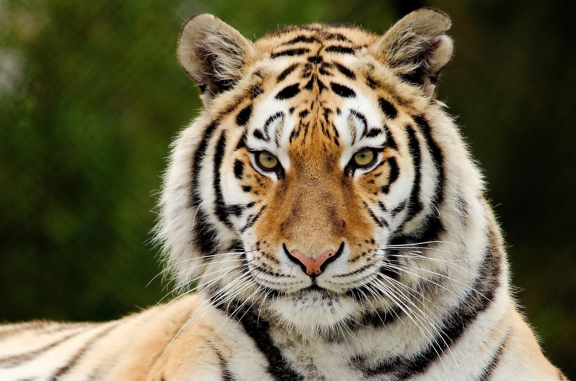 Close-up of a tiger's face HD Wallpaper